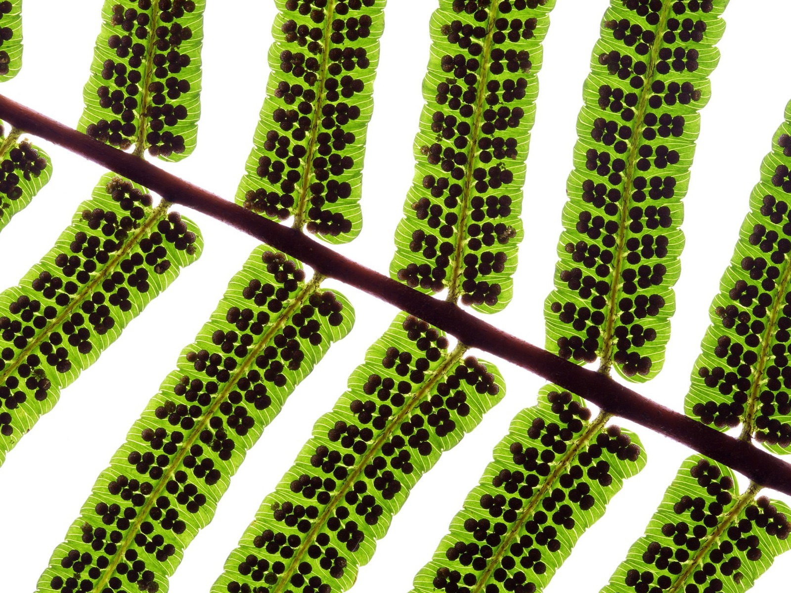 緑色は、壁紙を残す #4 - 1600x1200