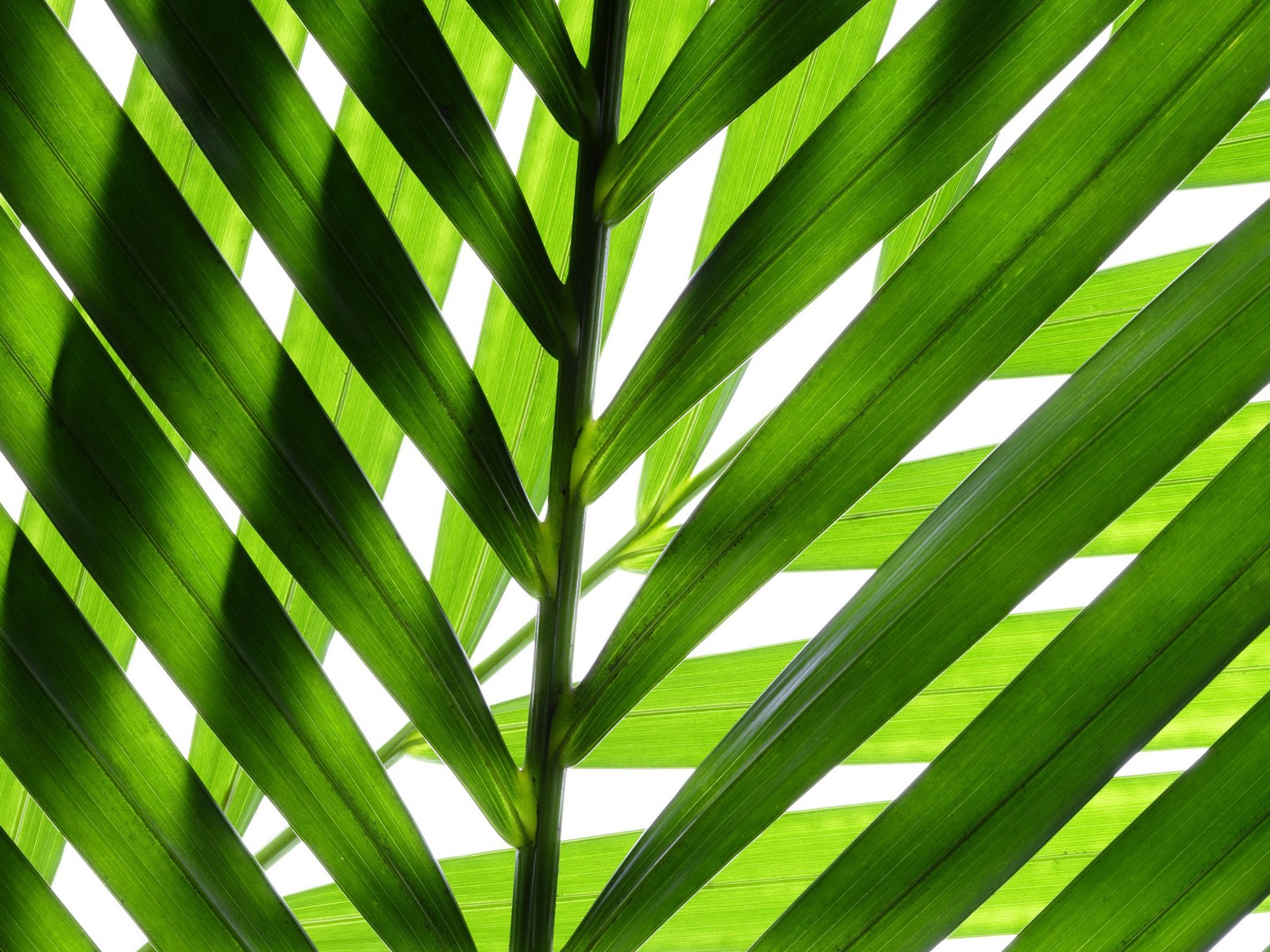 Green leaves wallpaper #14 - 1600x1200