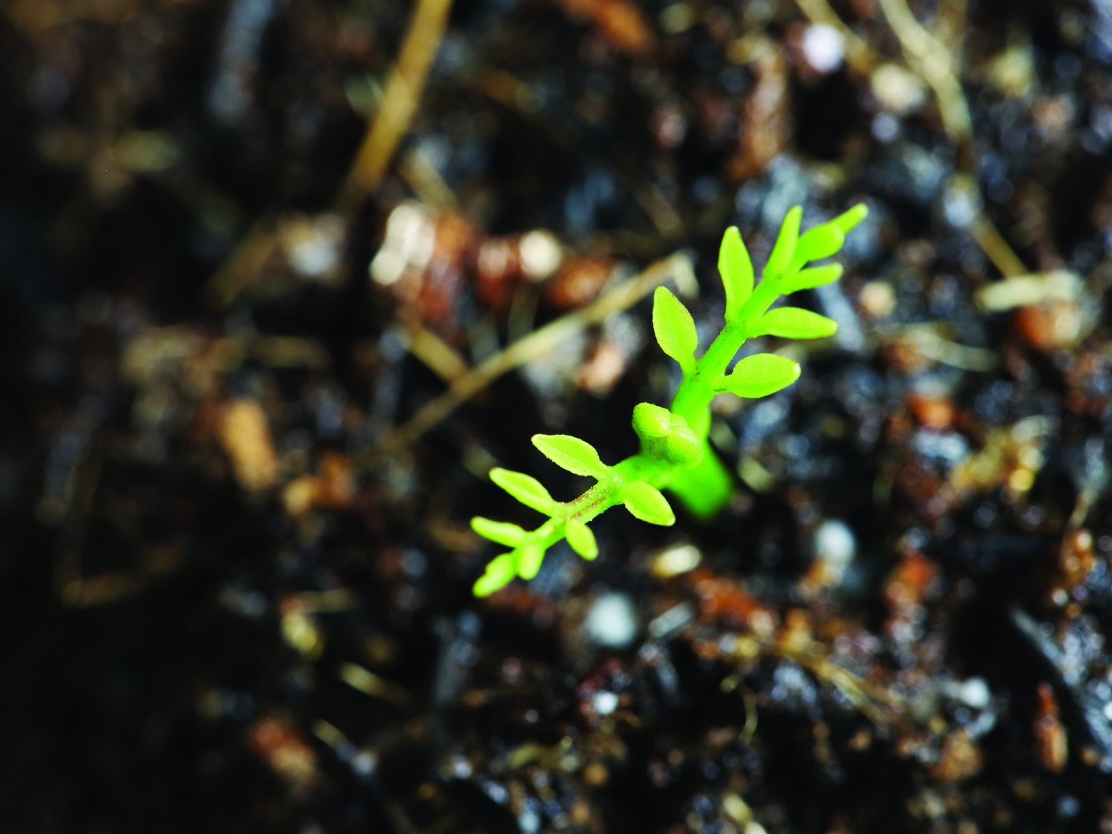 Green seedlings just sprouting HD wallpapers #4 - 1600x1200