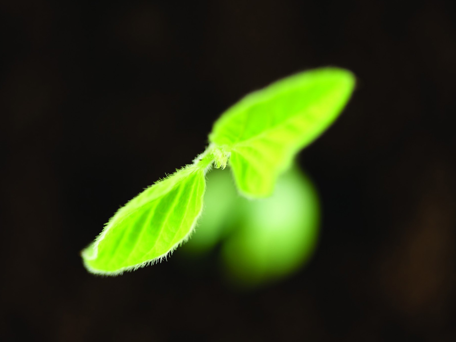 剛發芽的嫩綠幼苗 高清壁紙 #5 - 1600x1200