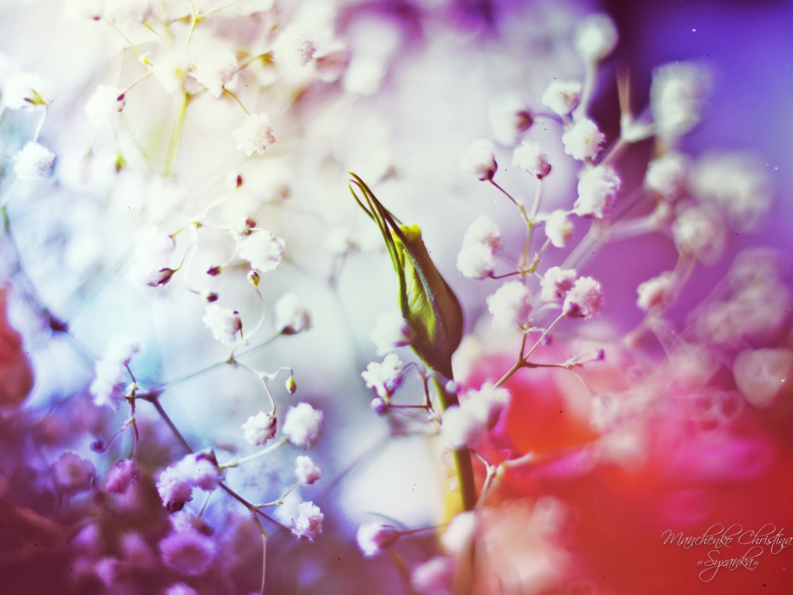 Windows 7 壁紙：夢幻花園 #2 - 1600x1200