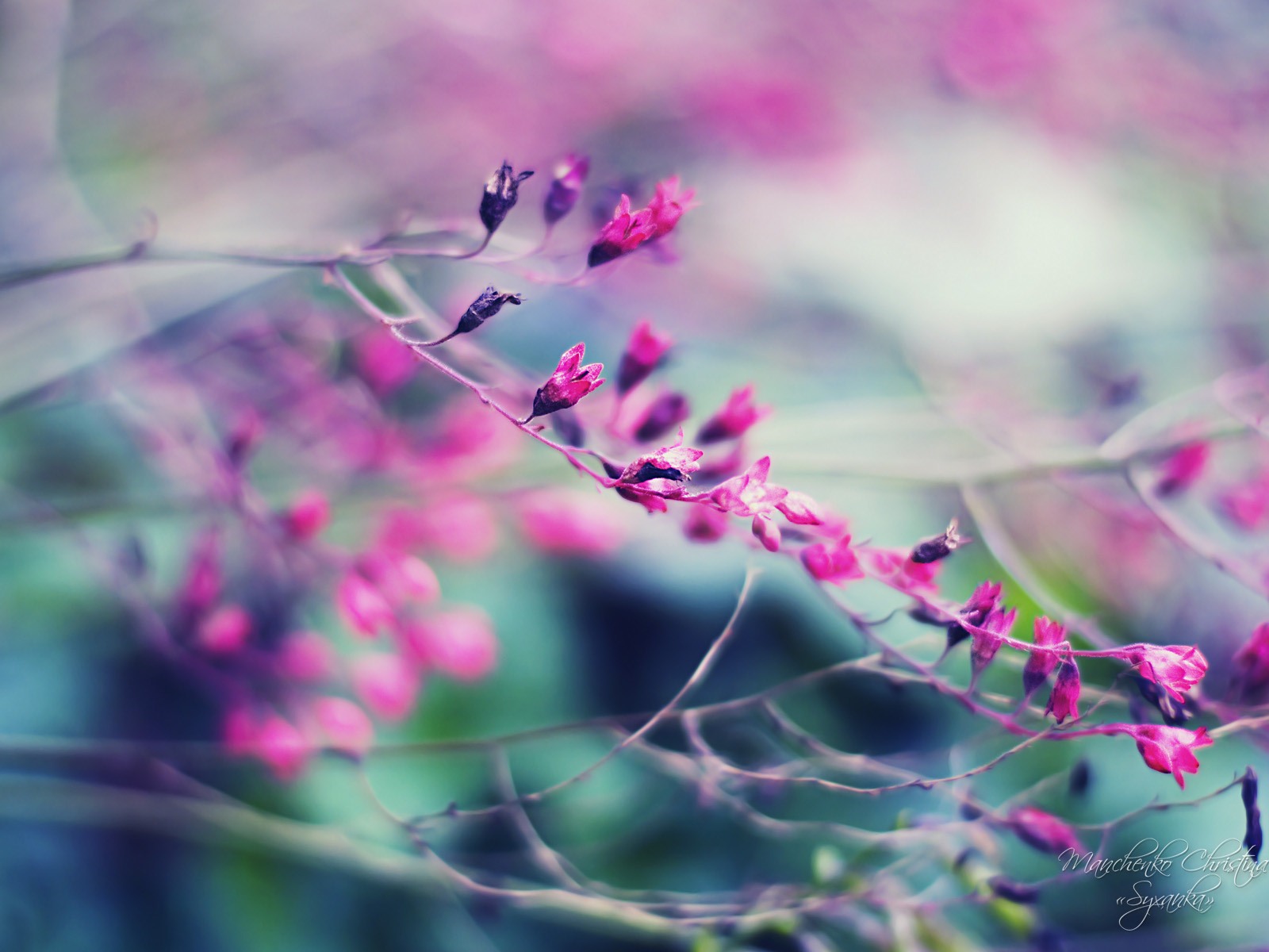 Windows 7 壁紙：夢幻花園 #4 - 1600x1200