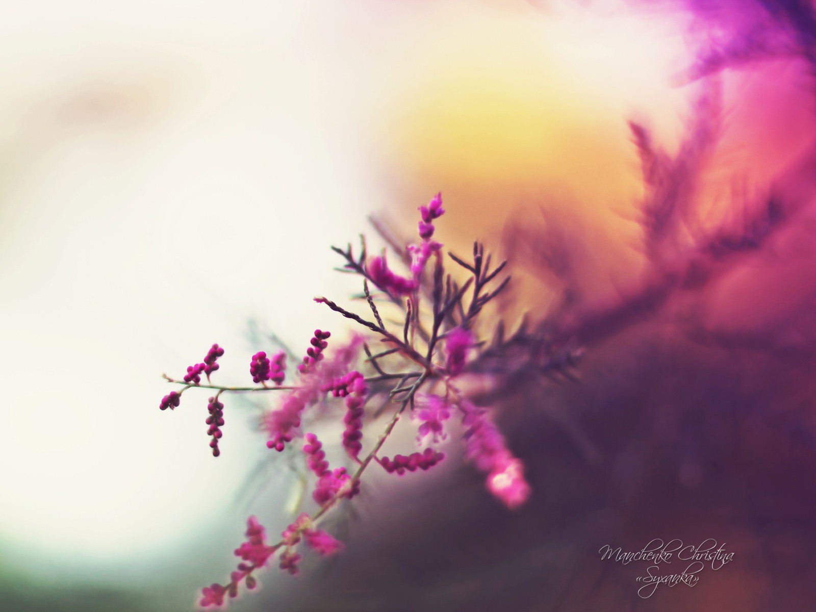 Windows 7 壁紙：夢幻花園 #5 - 1600x1200