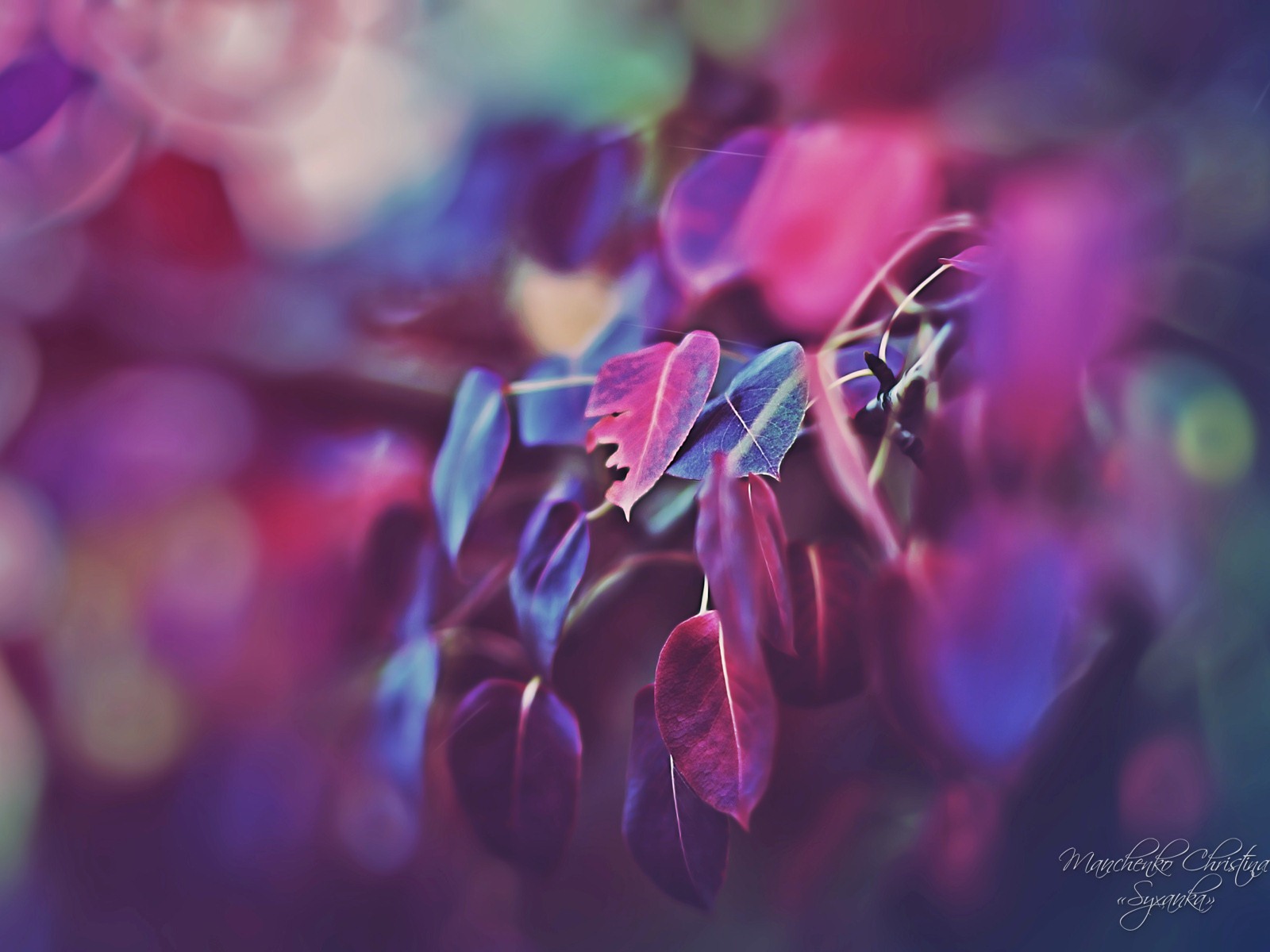 Windows 7 壁紙：夢幻花園 #7 - 1600x1200
