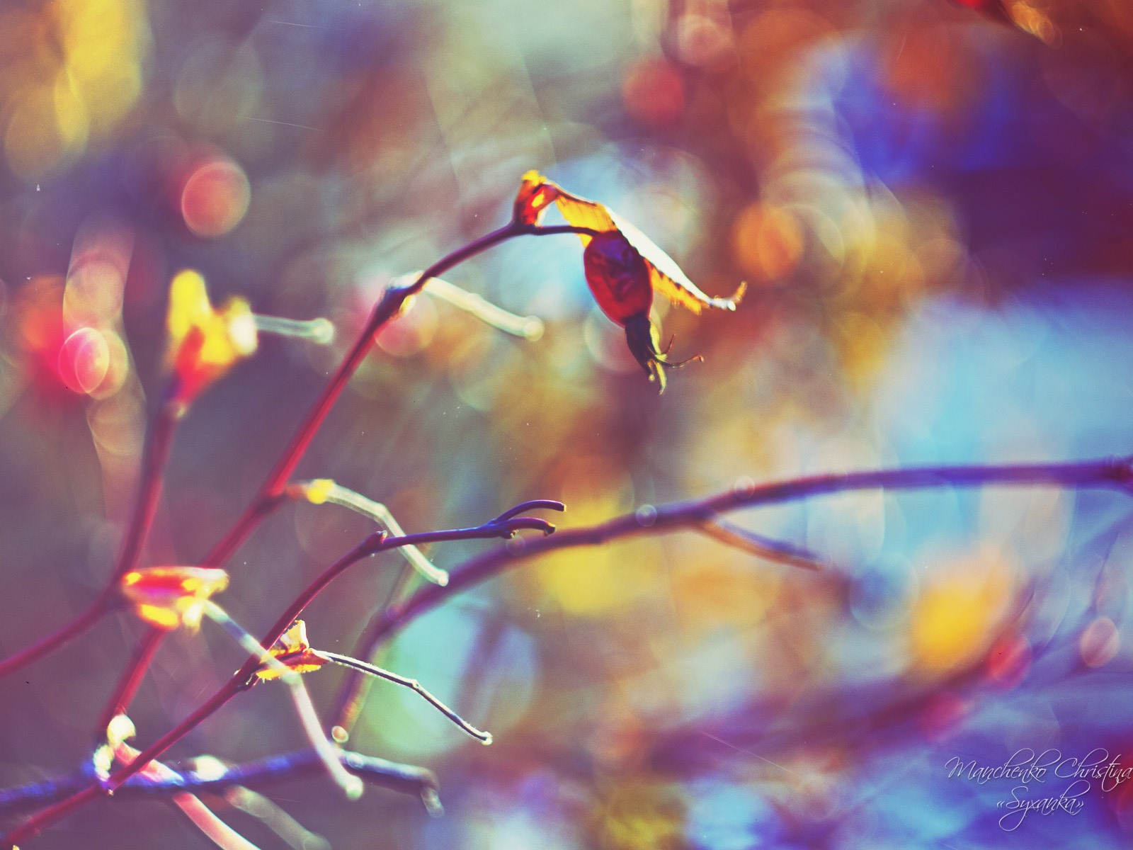 Windows 7 壁紙：夢幻花園 #18 - 1600x1200