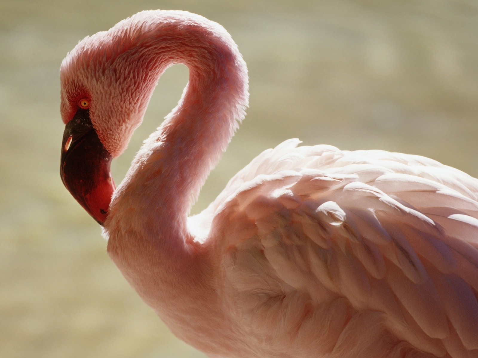 Windows 7 壁紙：美麗的鳥兒 #4 - 1600x1200