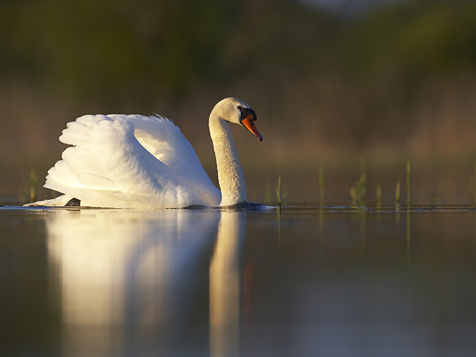 Windows 7 Wallpapers: Beautiful Birds #5 - 1600x1200