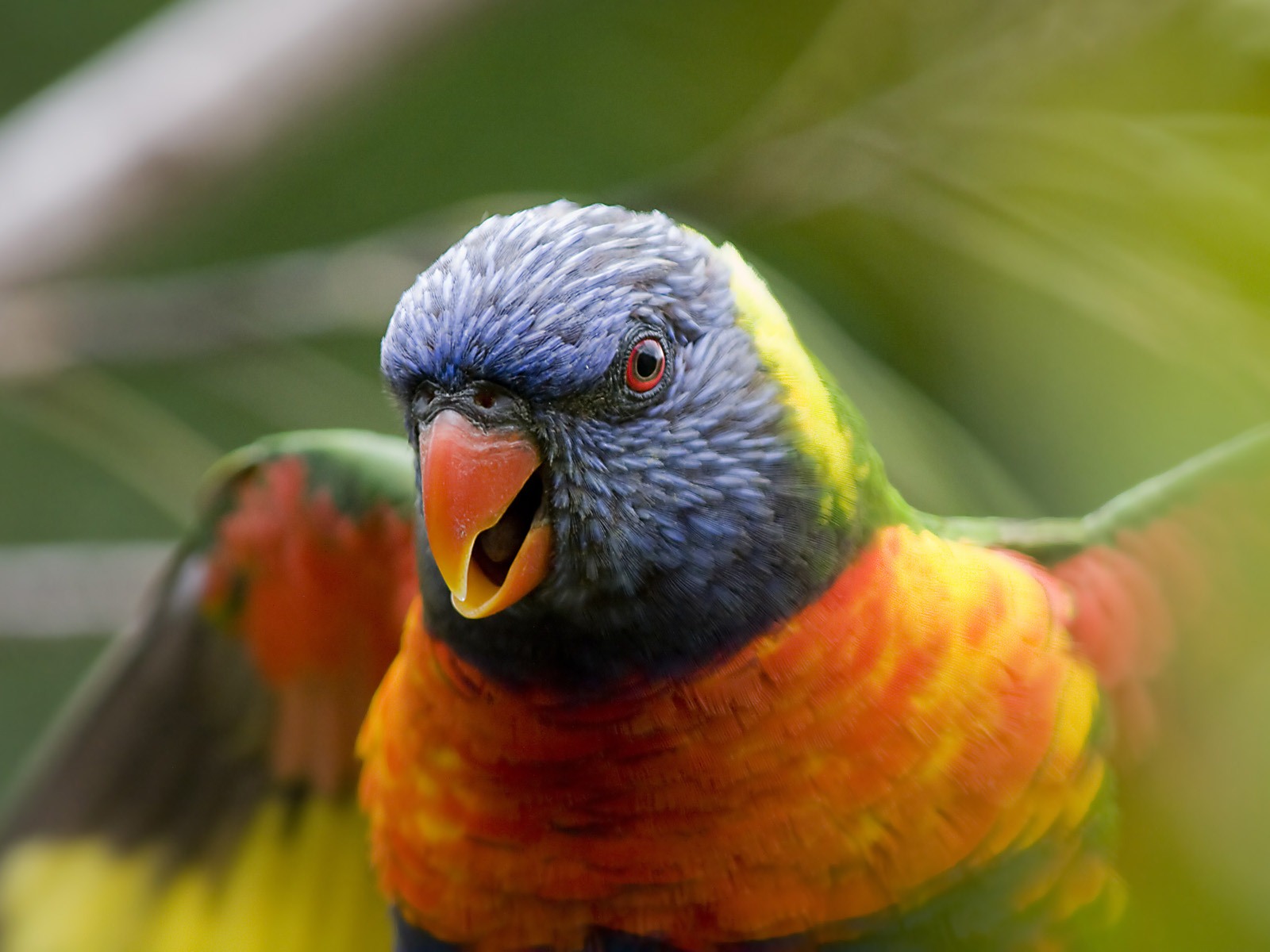 Windows 7 壁紙：美麗的鳥兒 #6 - 1600x1200