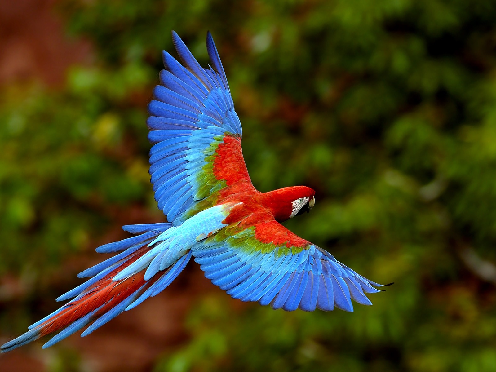 Windows 7 壁紙：美麗的鳥兒 #9 - 1600x1200