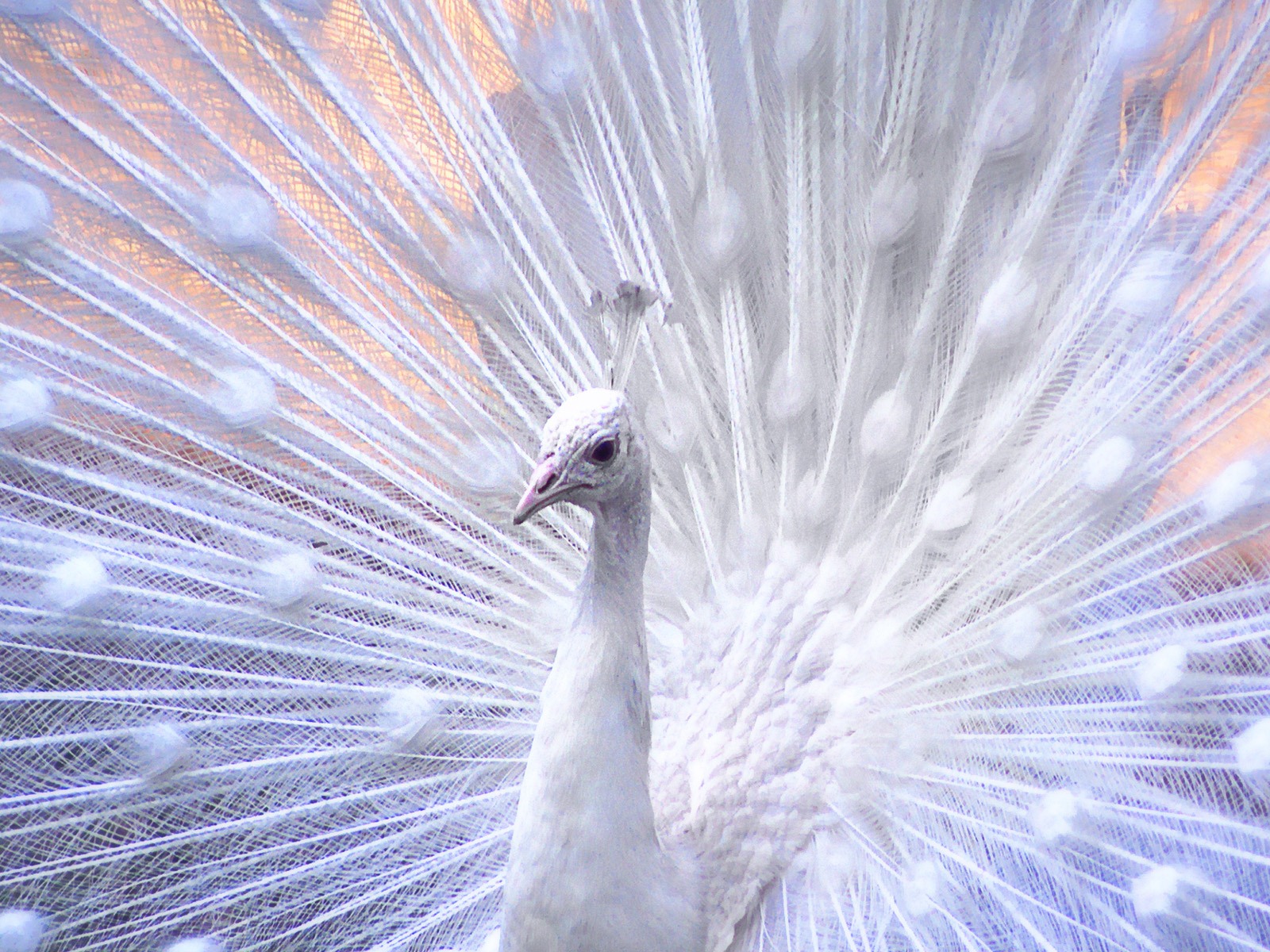 Windows 7 壁紙：美麗的鳥兒 #15 - 1600x1200