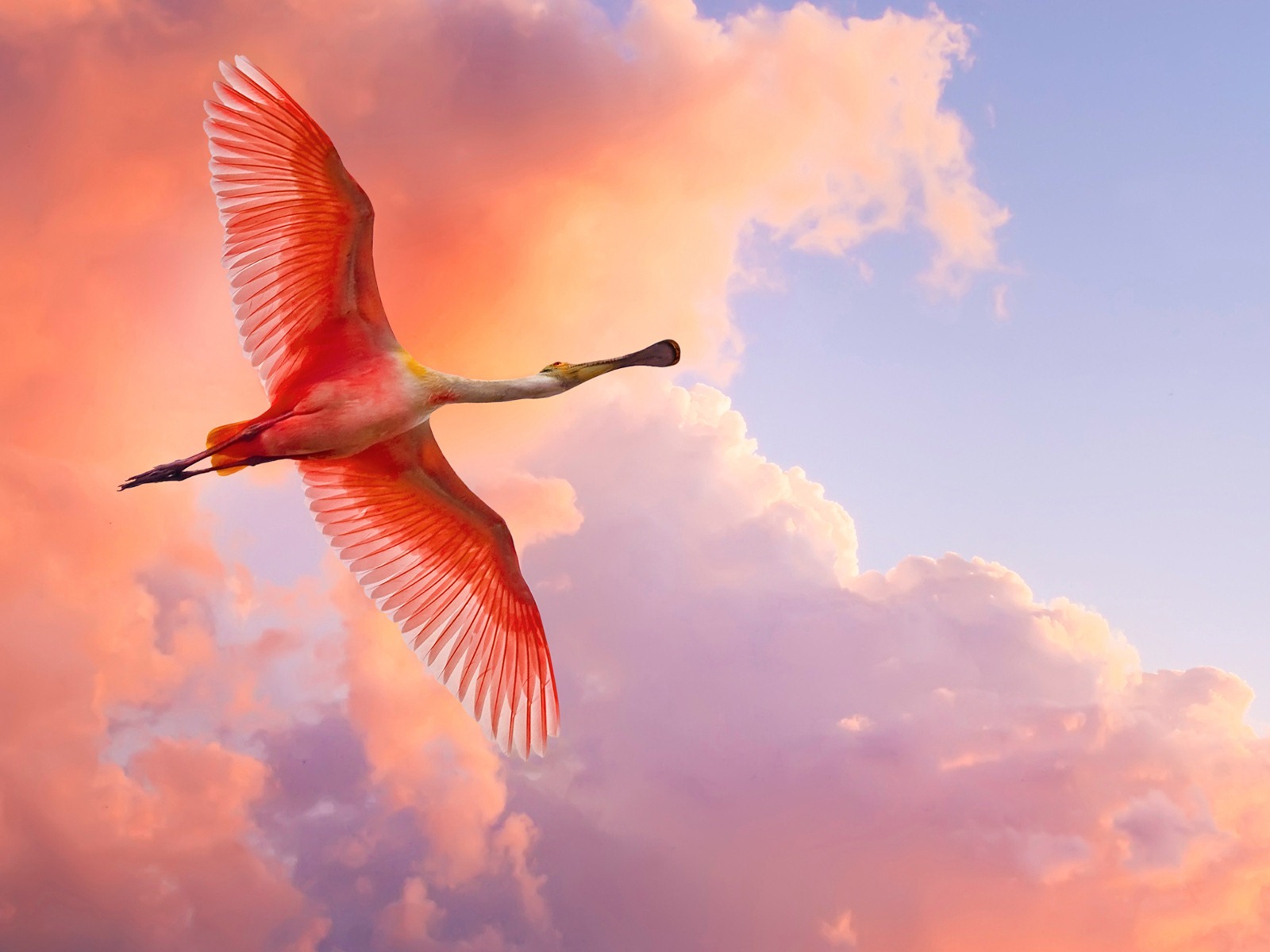 Windows 7 Wallpapers: Beautiful Birds #16 - 1600x1200