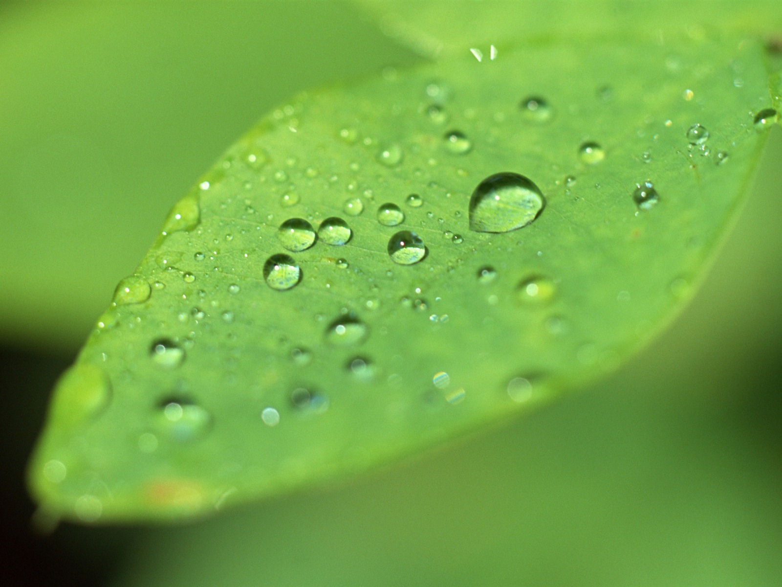 Hoja verde con las gotas de agua Fondos de alta definición #2 - 1600x1200