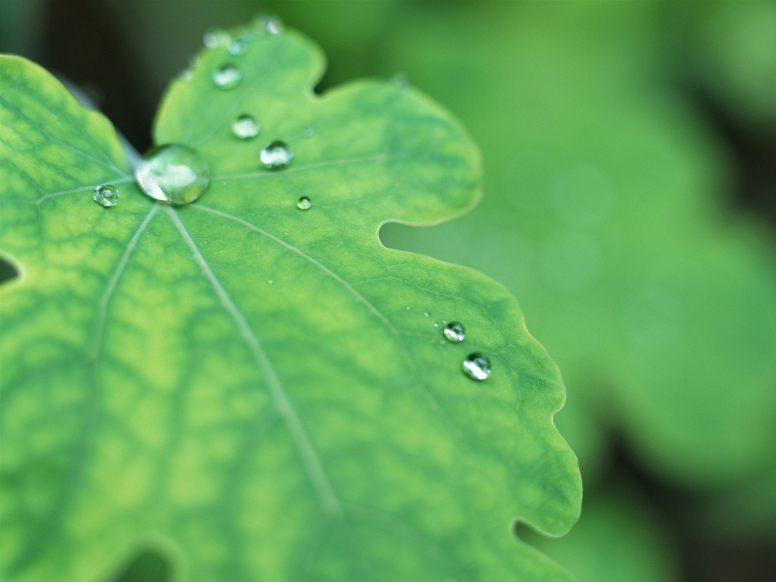 Green leaf with water droplets HD wallpapers #6 - 1600x1200