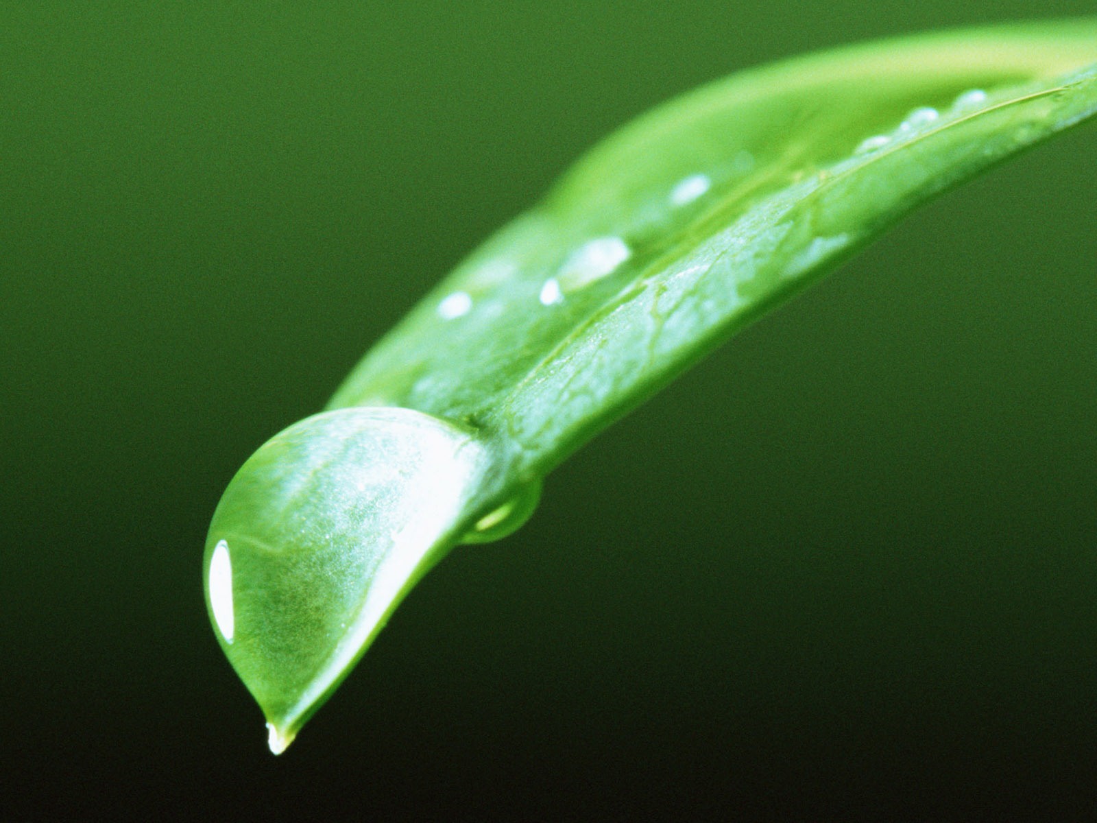 Green leaf with water droplets HD wallpapers #8 - 1600x1200