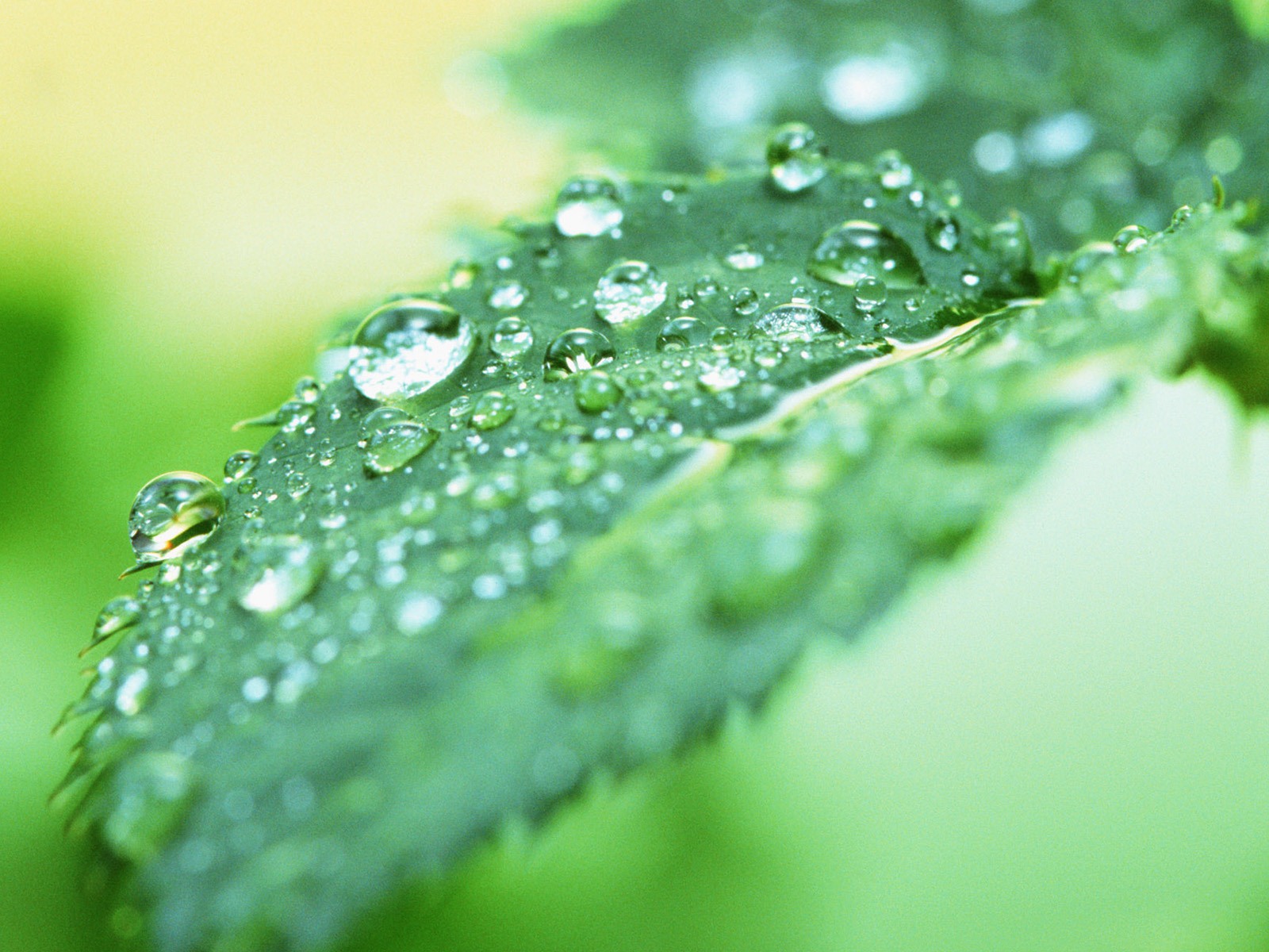 Green leaf with water droplets HD wallpapers #9 - 1600x1200