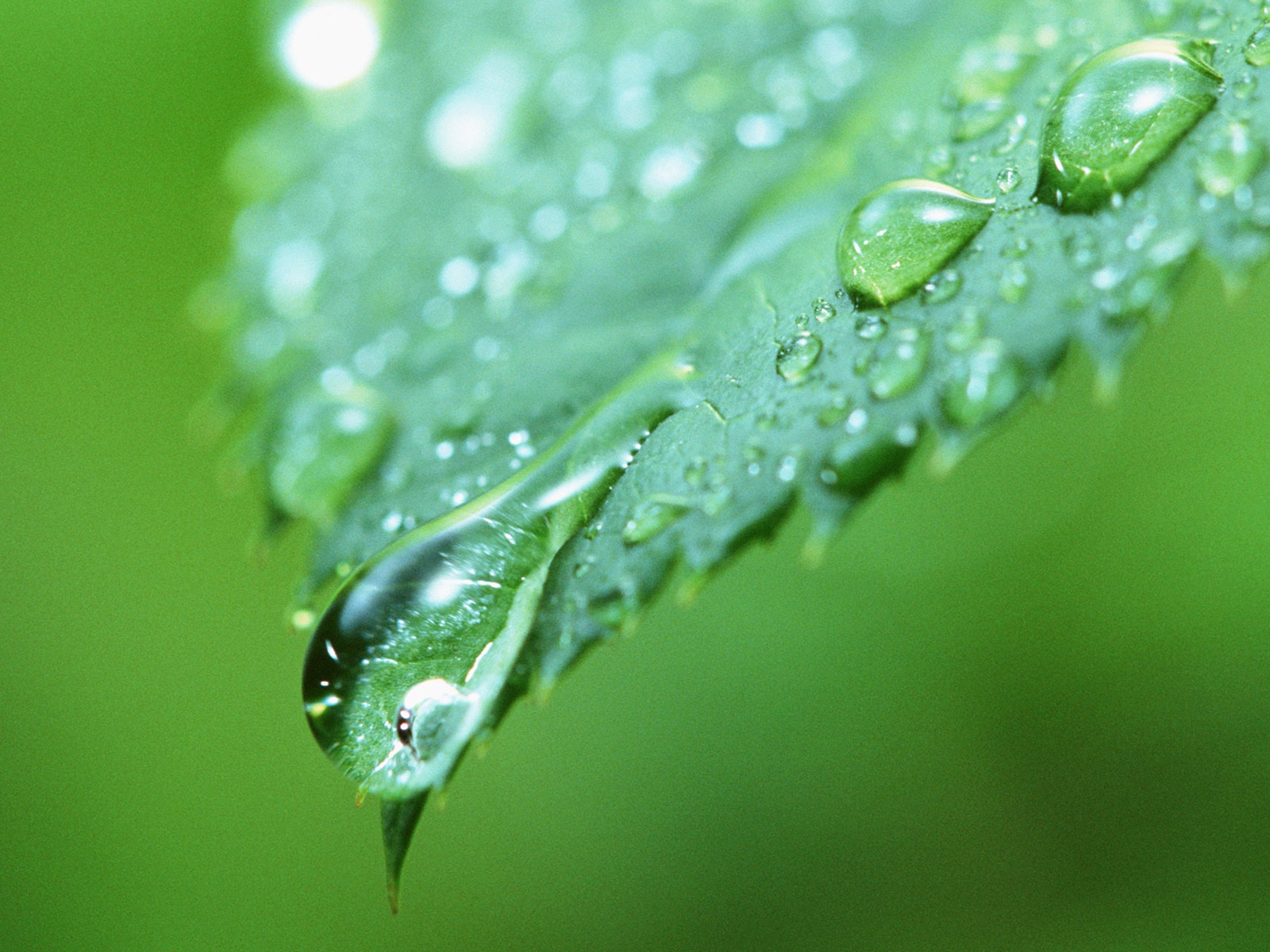 Green leaf with water droplets HD wallpapers #10 - 1600x1200