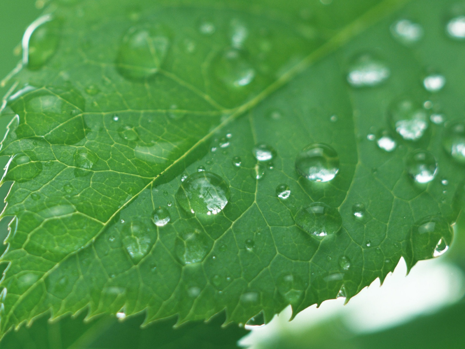 Green leaf with water droplets HD wallpapers #11 - 1600x1200