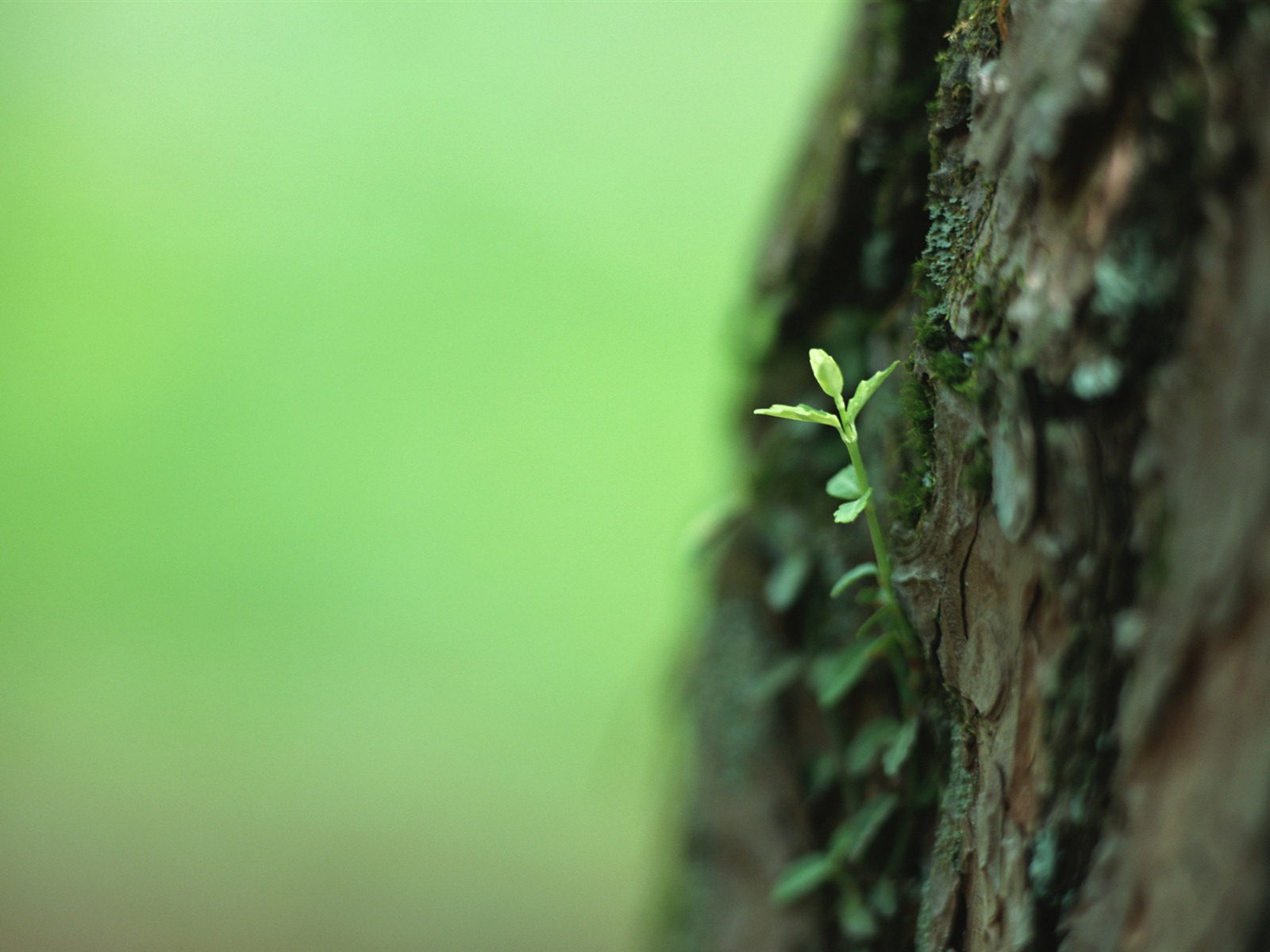 The fresh green shoots close-up wallpaper #12 - 1600x1200