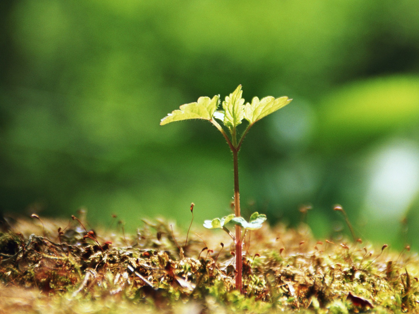 The fresh green shoots close-up wallpaper #20 - 1600x1200