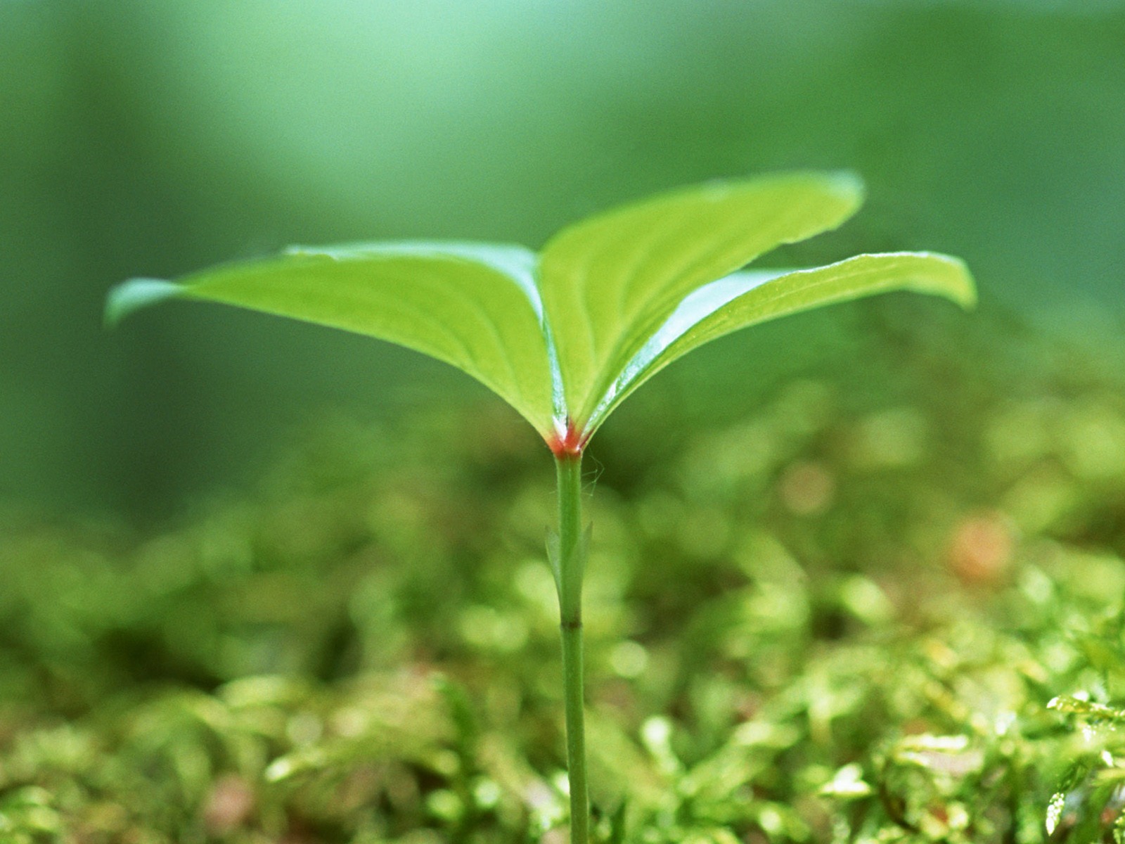 The fresh green shoots close-up wallpaper #21 - 1600x1200