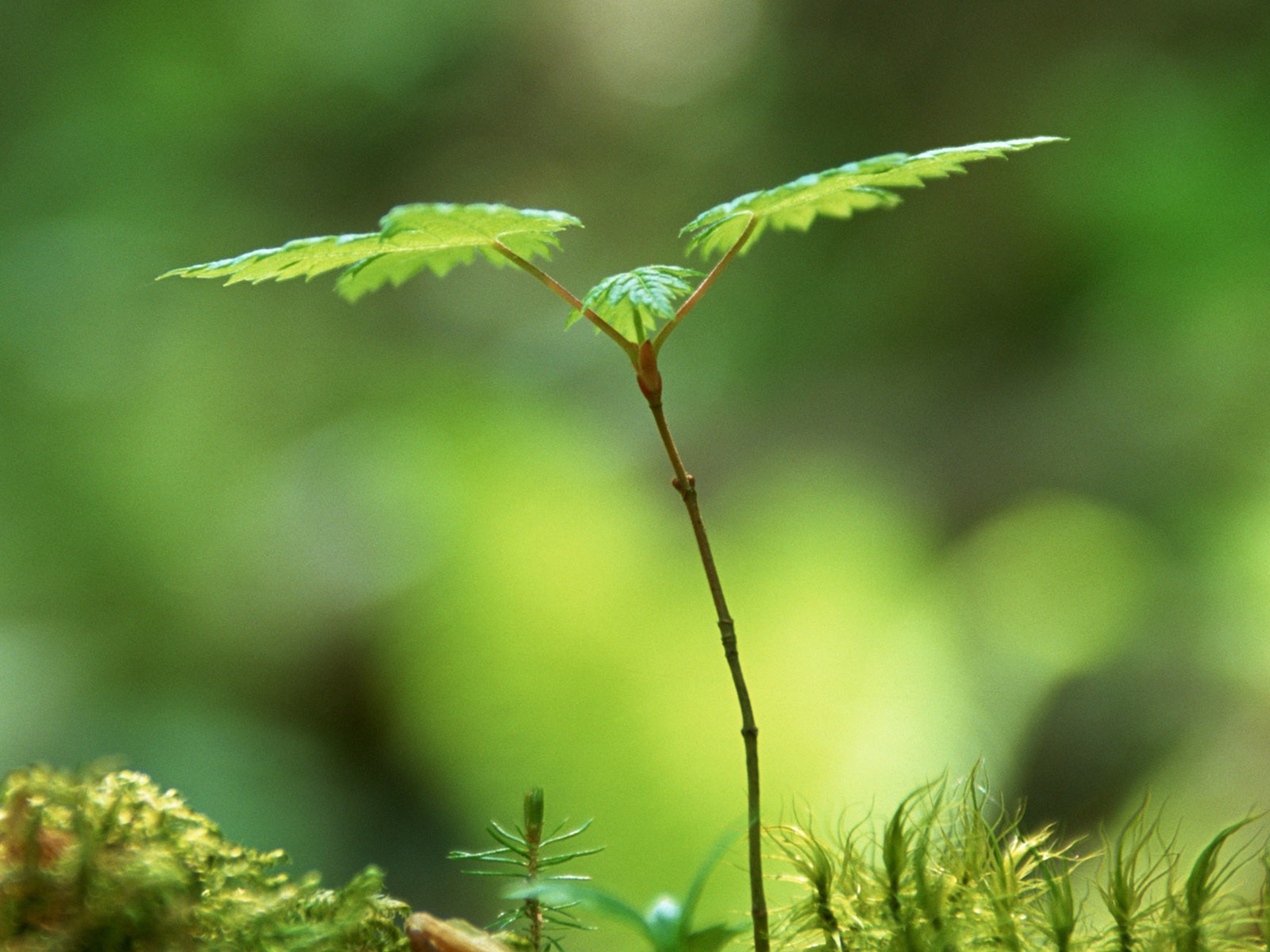 The fresh green shoots close-up wallpaper #22 - 1600x1200