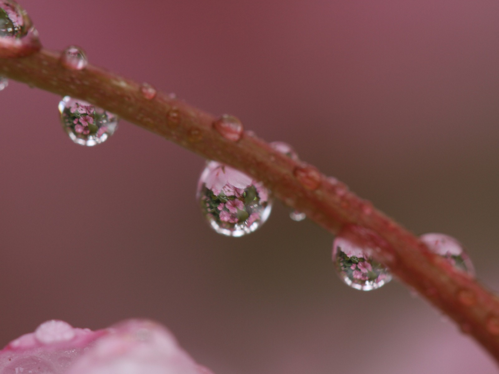 Windows 7 壁紙：花園微距 #2 - 1600x1200