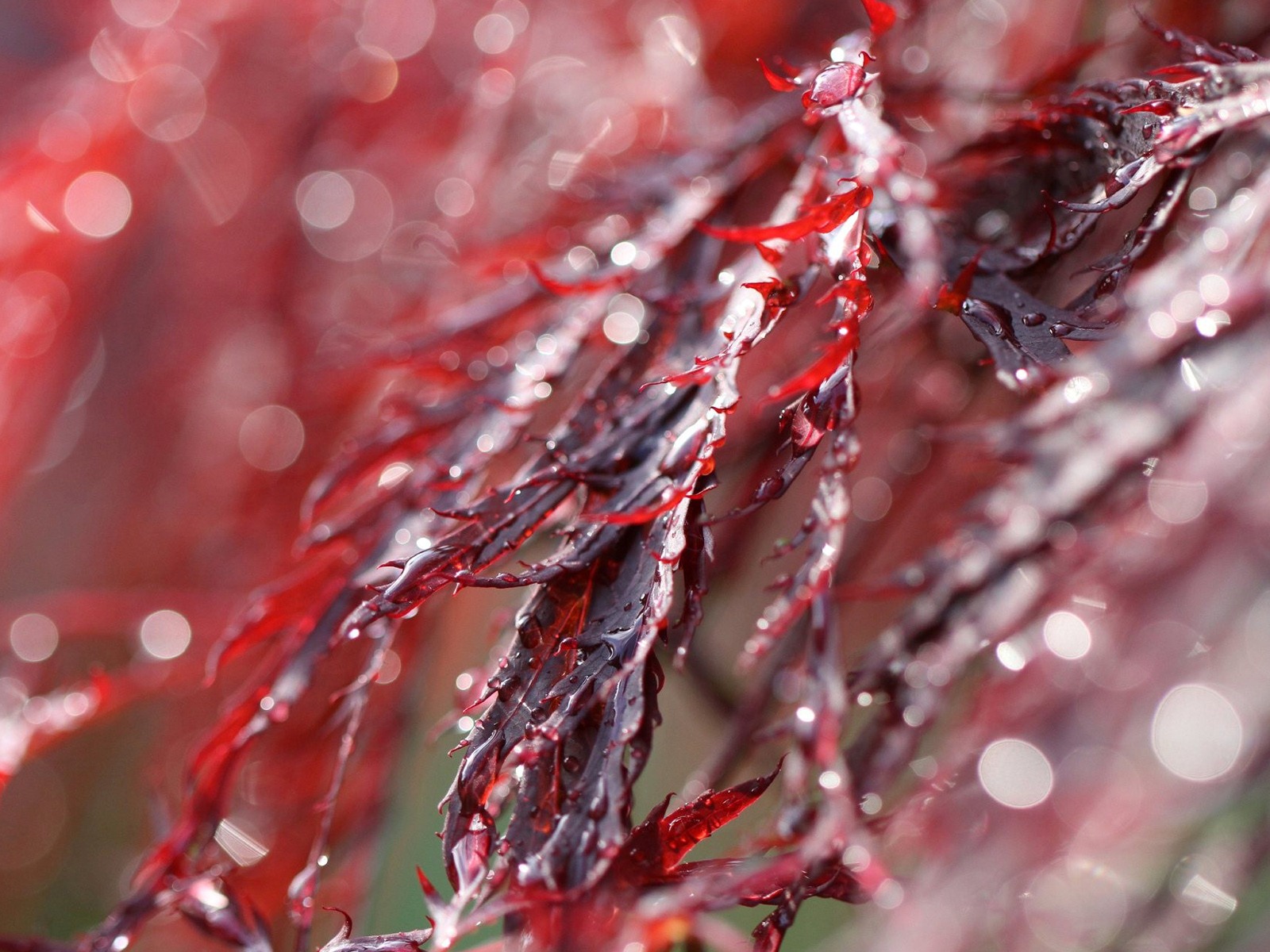 Windows 7 壁紙：花園微距 #4 - 1600x1200