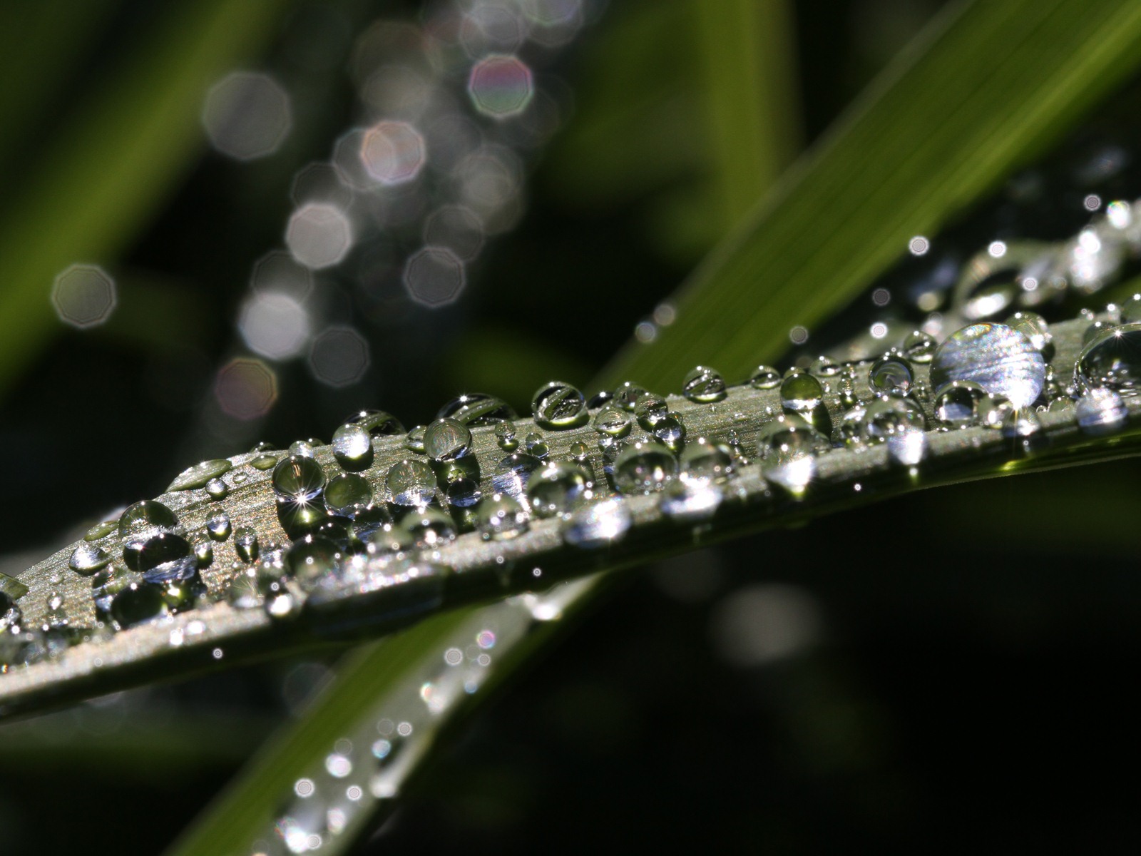 Windows 7 壁紙：花園微距 #6 - 1600x1200