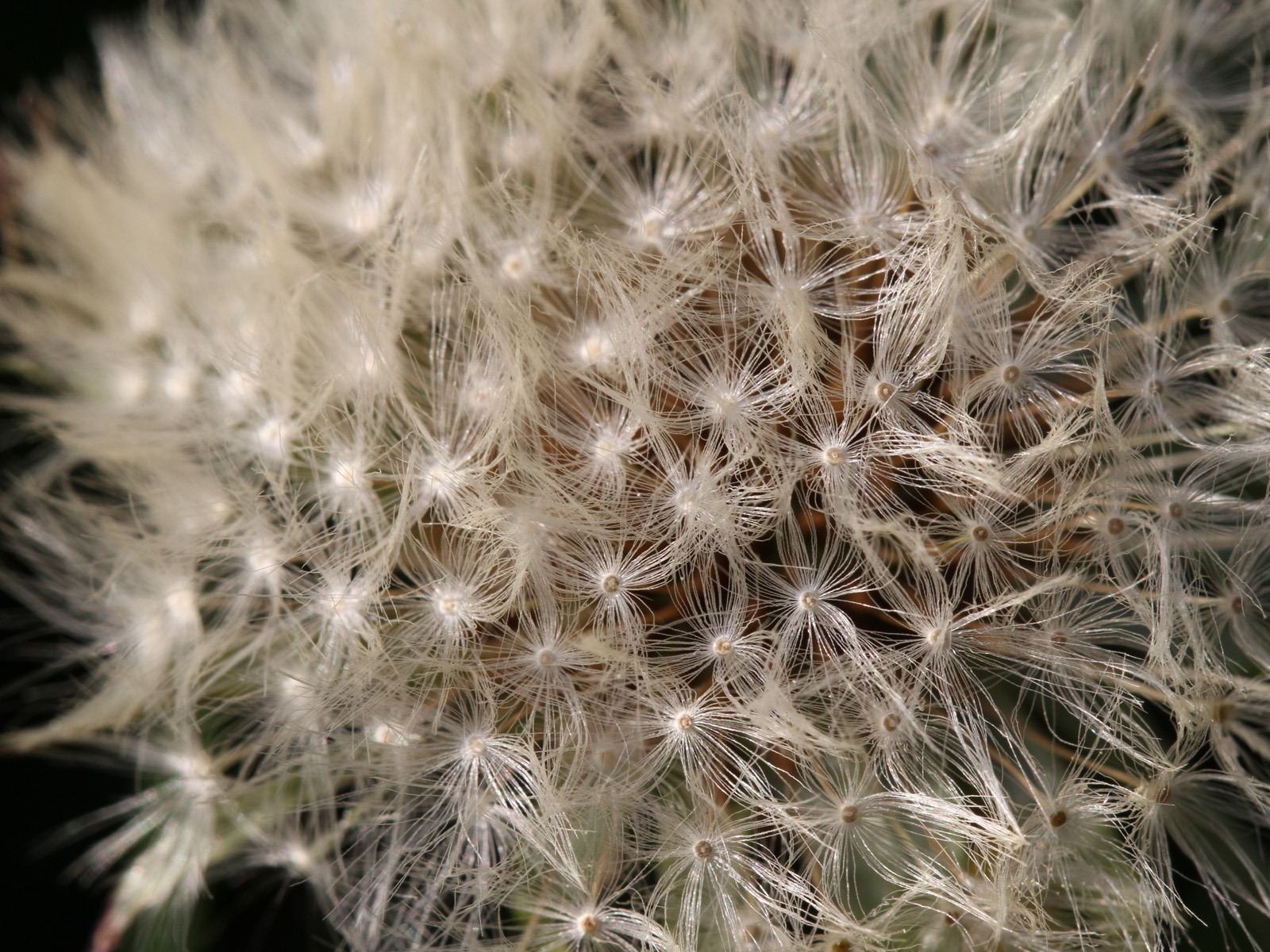 Windows 7 壁紙：花園微距 #7 - 1600x1200