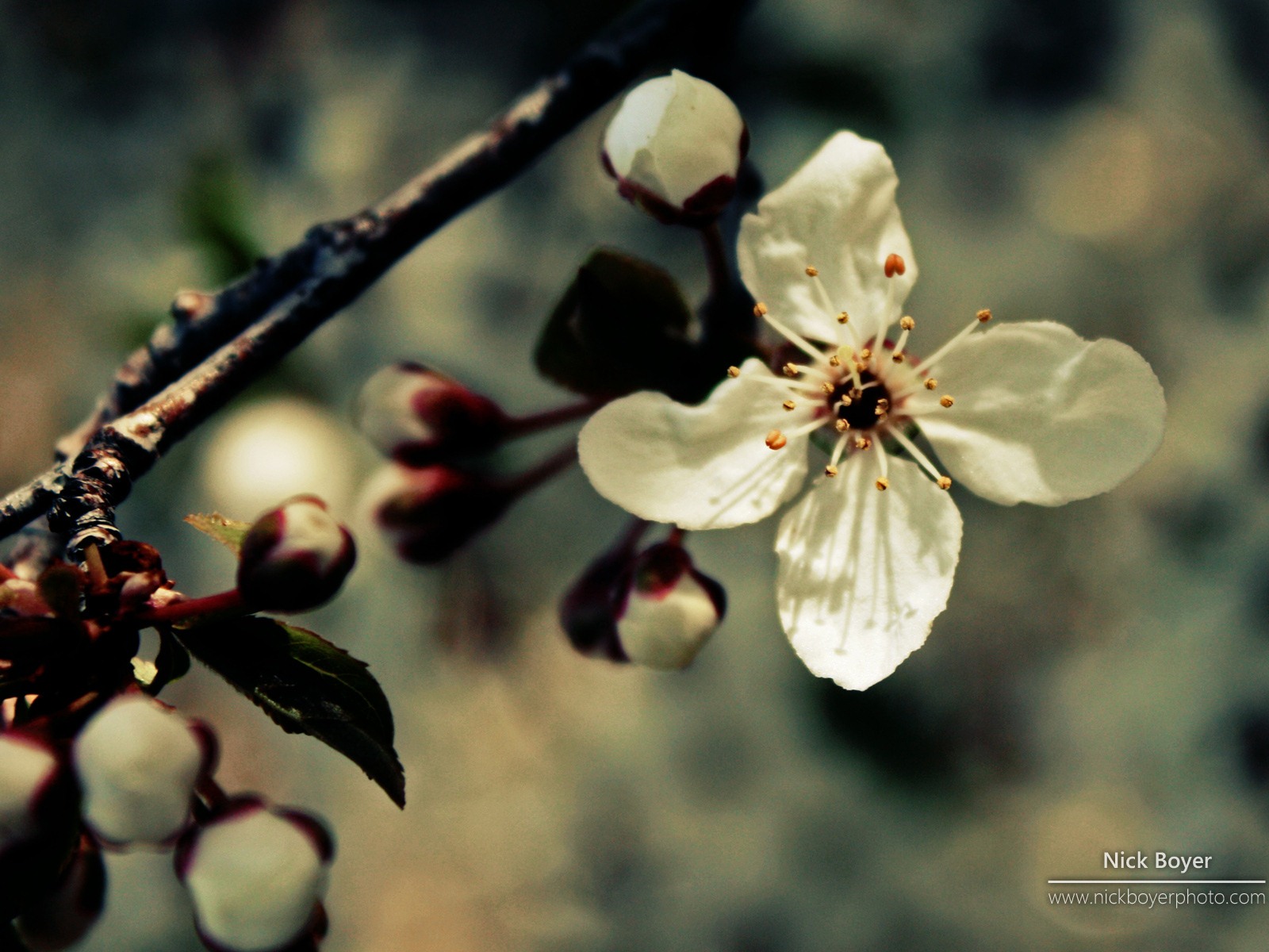 Windows 7 壁紙：花園四季 #3 - 1600x1200