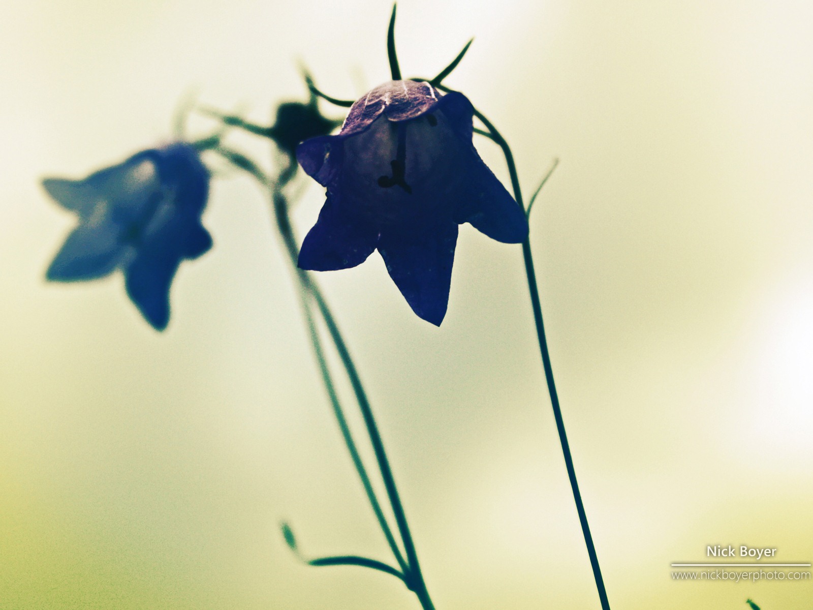 Windows 7 壁紙：花園四季 #8 - 1600x1200