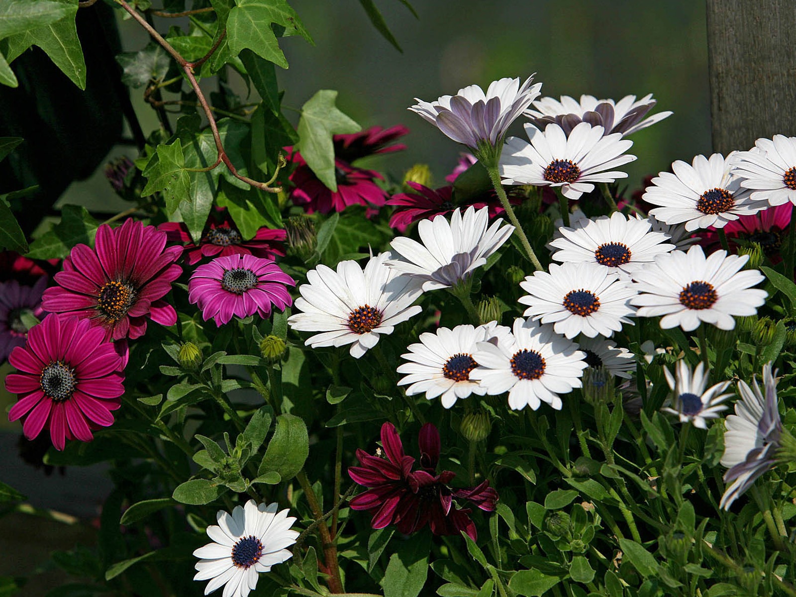 아름다운 꽃 골드 배경 화면 #5 - 1600x1200
