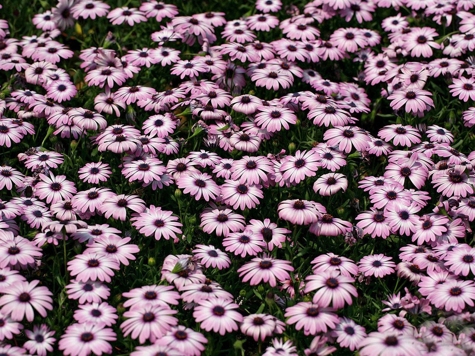 Hermosas flores de caléndula fondos de pantalla #8 - 1600x1200