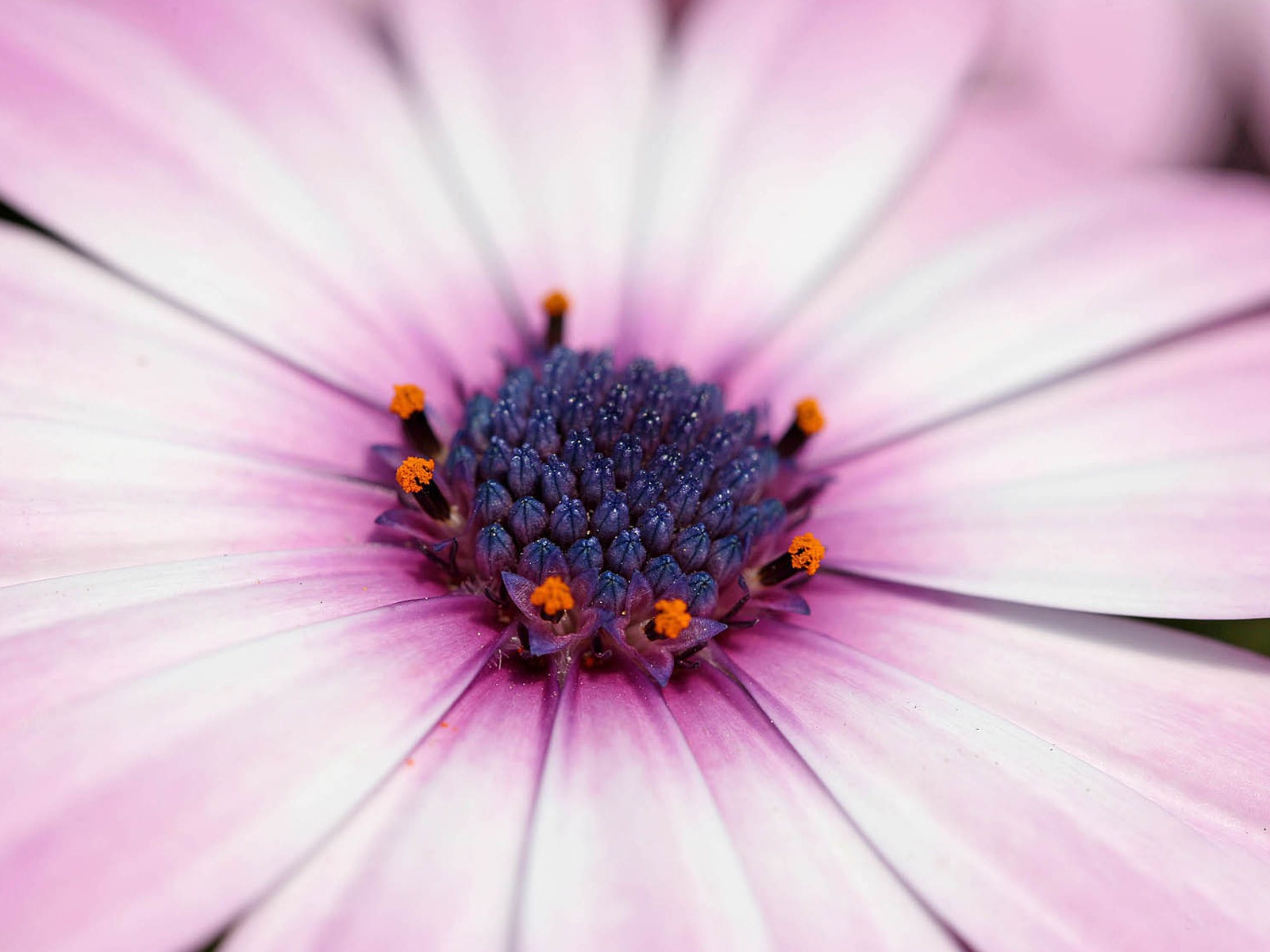 아름다운 꽃 골드 배경 화면 #10 - 1600x1200