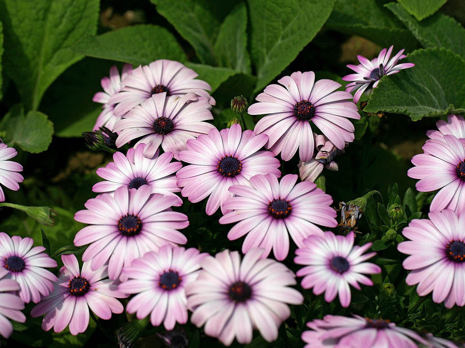 美麗的鮮花 萬壽菊壁紙 #17 - 1600x1200