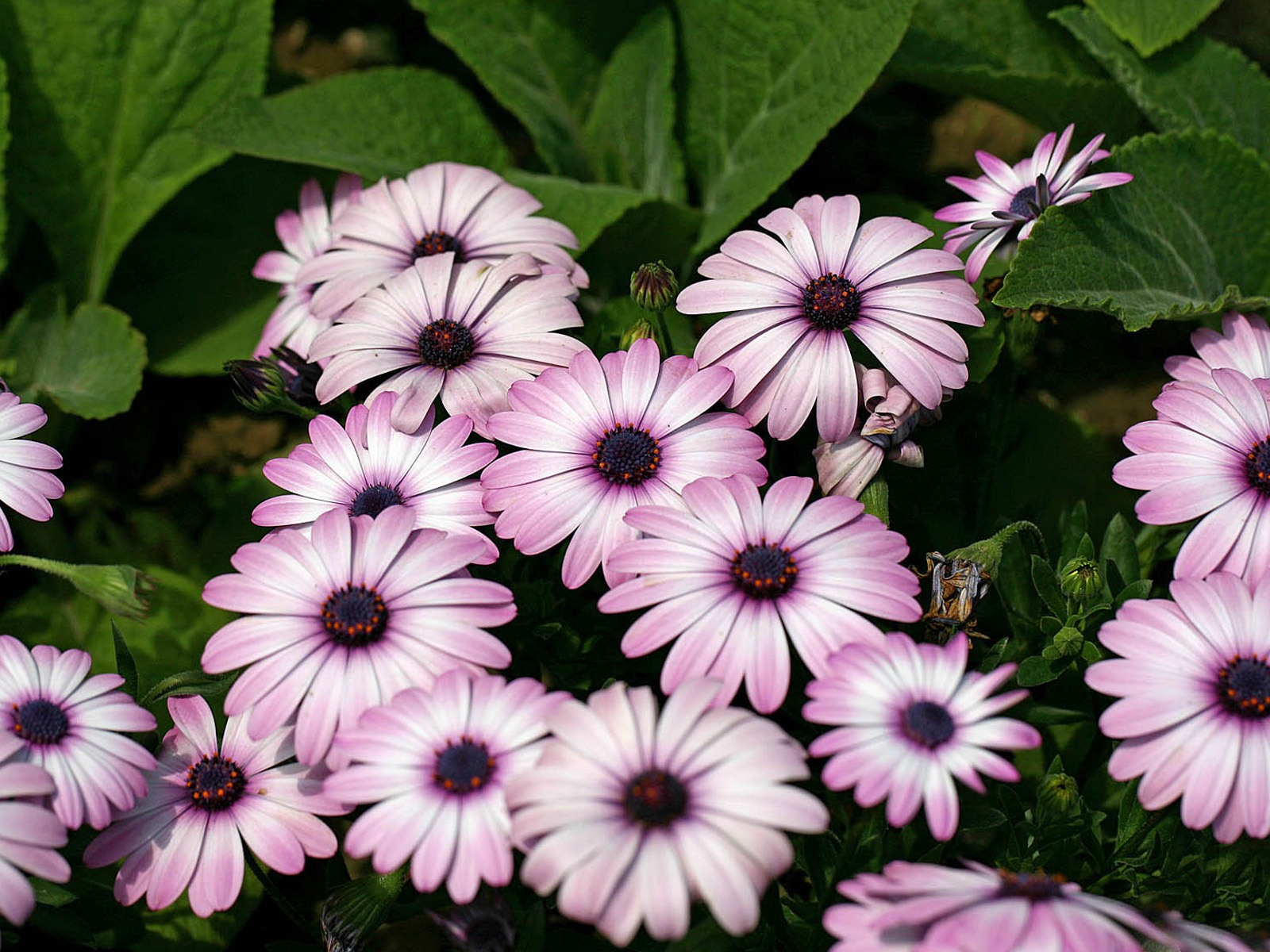 Hermosas flores de caléndula fondos de pantalla #17 - 1600x1200