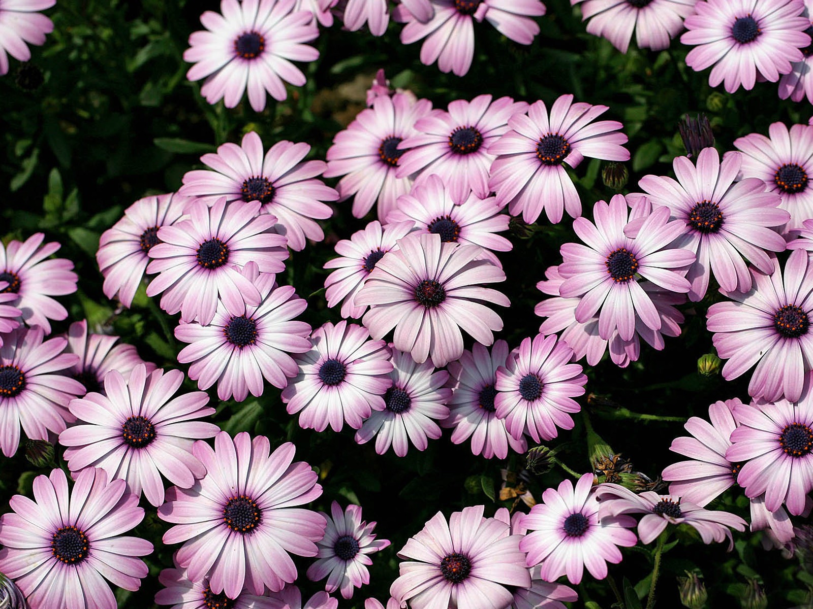 아름다운 꽃 골드 배경 화면 #18 - 1600x1200