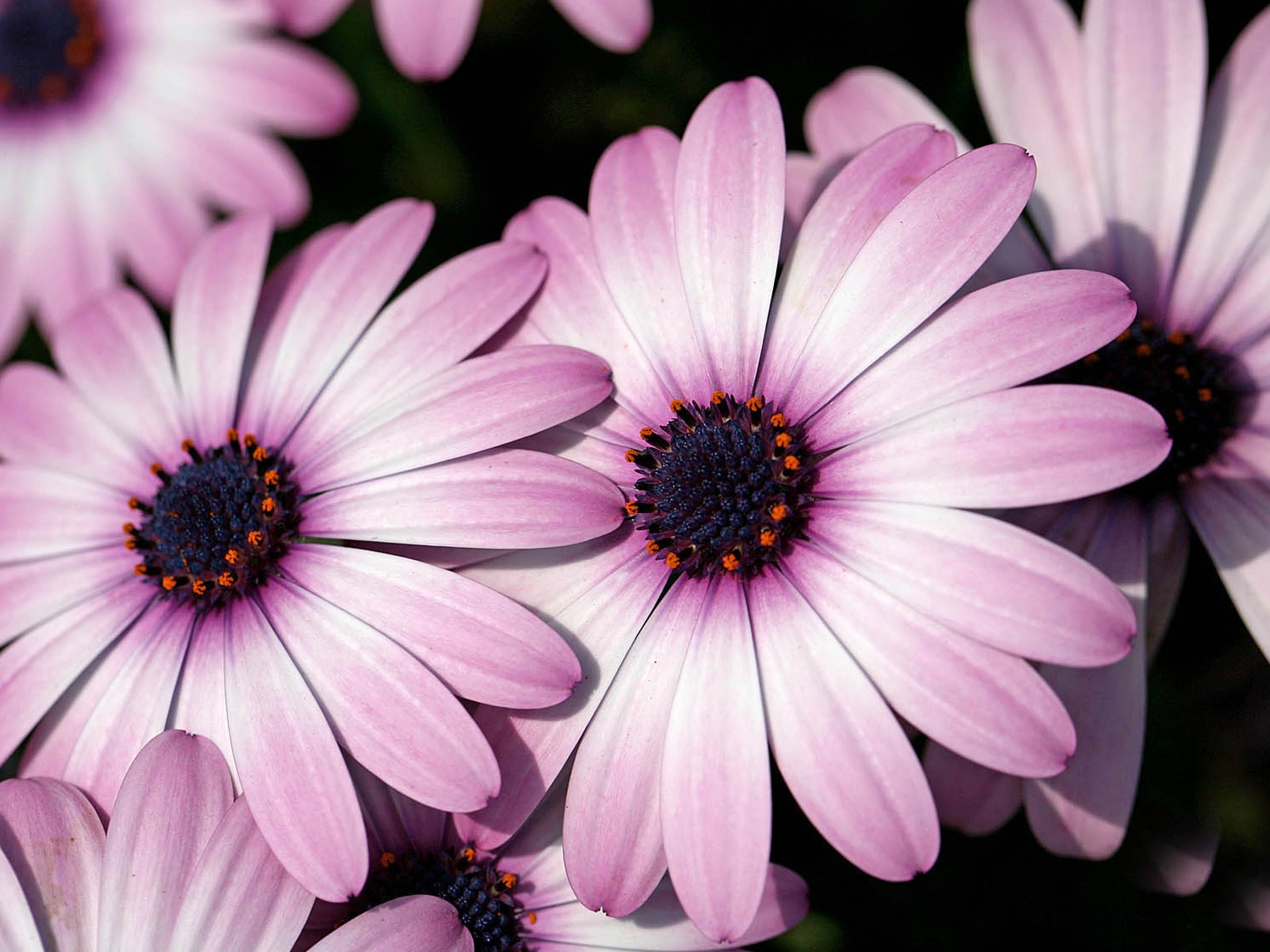 아름다운 꽃 골드 배경 화면 #19 - 1600x1200