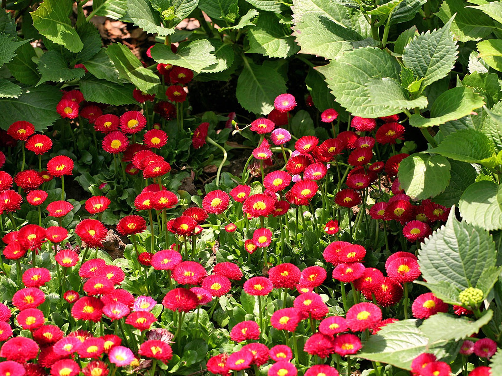 Daisies flowers close-up HD wallpapers #3 - 1600x1200