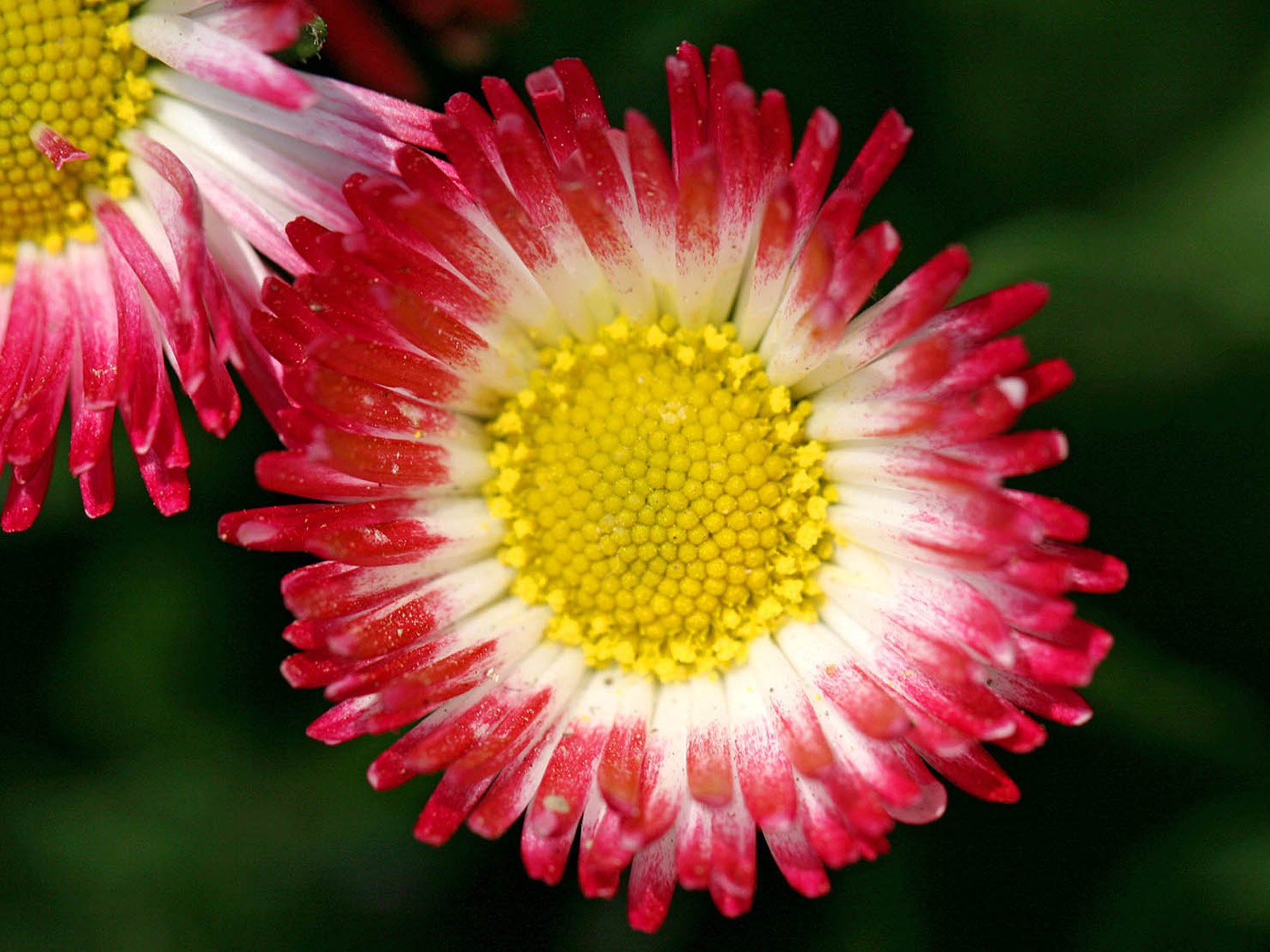 Fleurs marguerites close-up Fonds d'écran HD #6 - 1600x1200