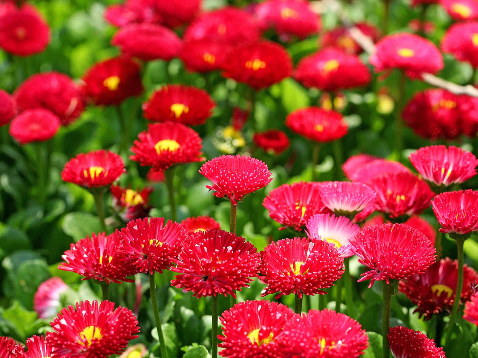 Daisies flowers close-up HD wallpapers #8 - 1600x1200