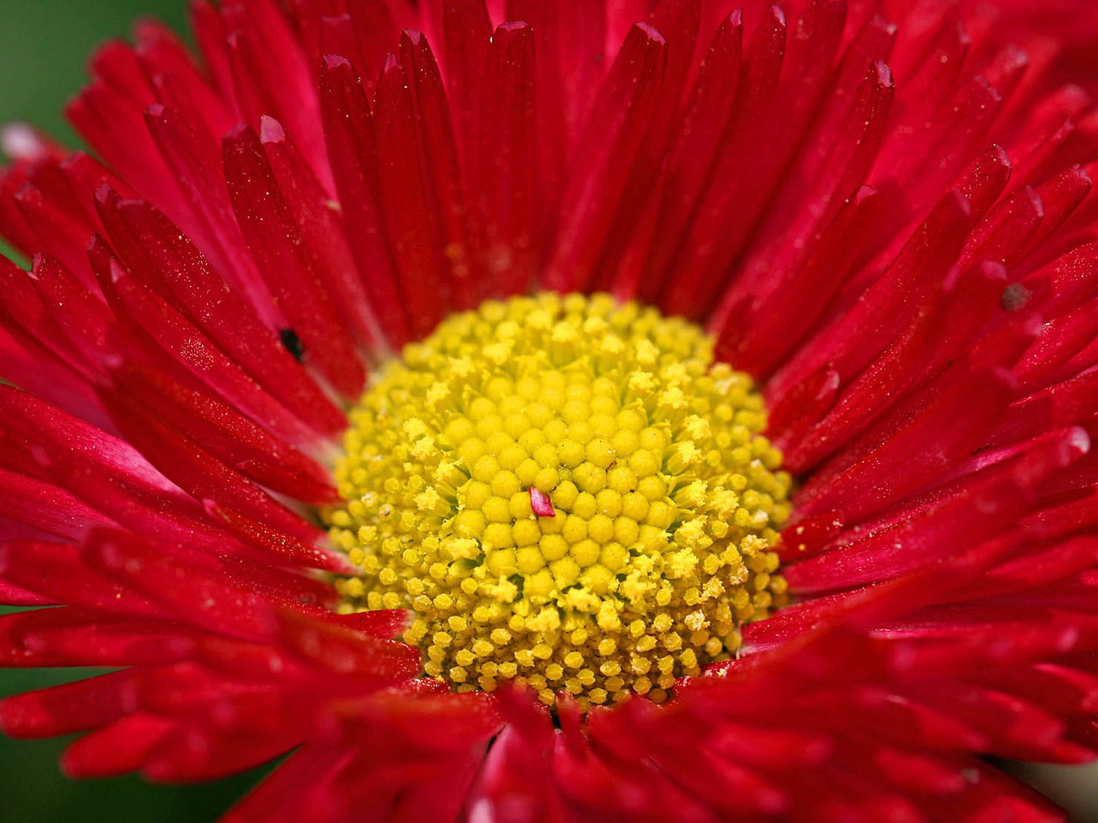 Daisies flowers close-up HD wallpapers #10 - 1600x1200