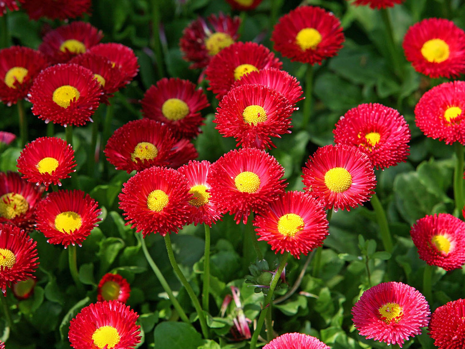 Daisies flowers close-up HD wallpapers #13 - 1600x1200