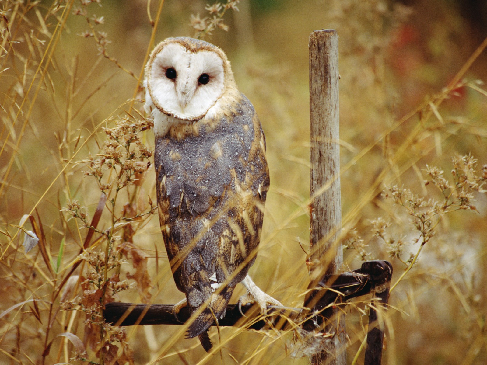 Windows 7 Wallpapers: Oiseaux prédateurs #4 - 1600x1200