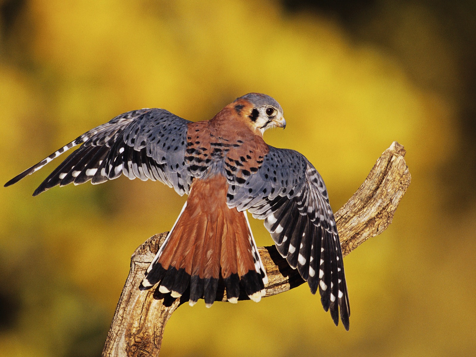 Windows 7 壁紙：食肉鳥 #5 - 1600x1200