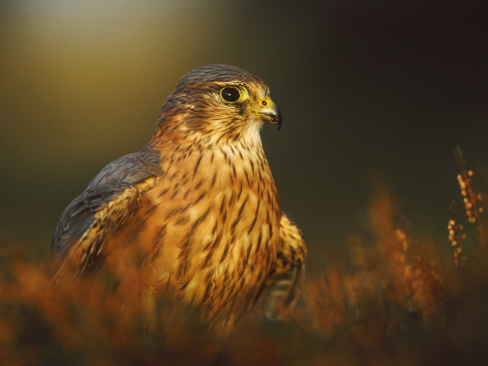 Windows 7 Wallpapers: Oiseaux prédateurs #15 - 1600x1200