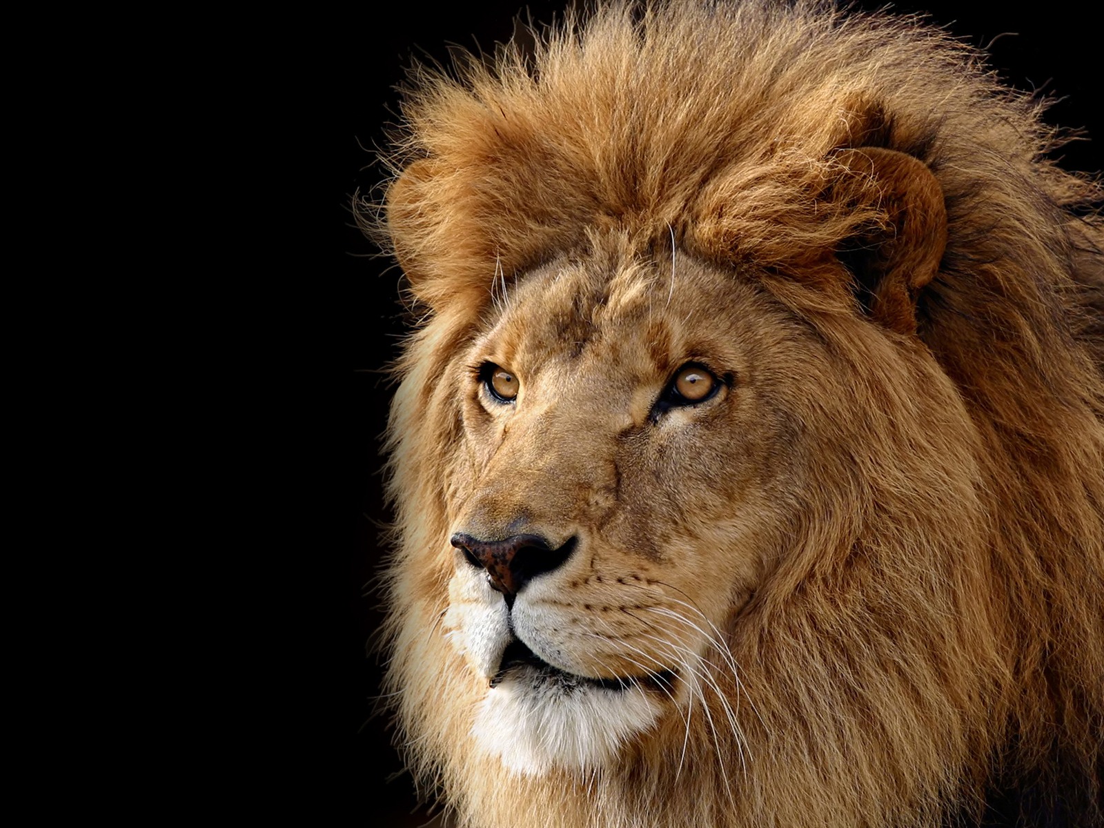 Mac OS X the Lion Apple systems official HD wallpapers #14 - 1600x1200