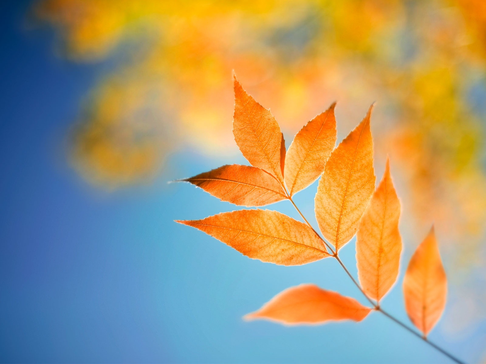Windows 8 RP版 官方高清壁紙 #1 - 1600x1200