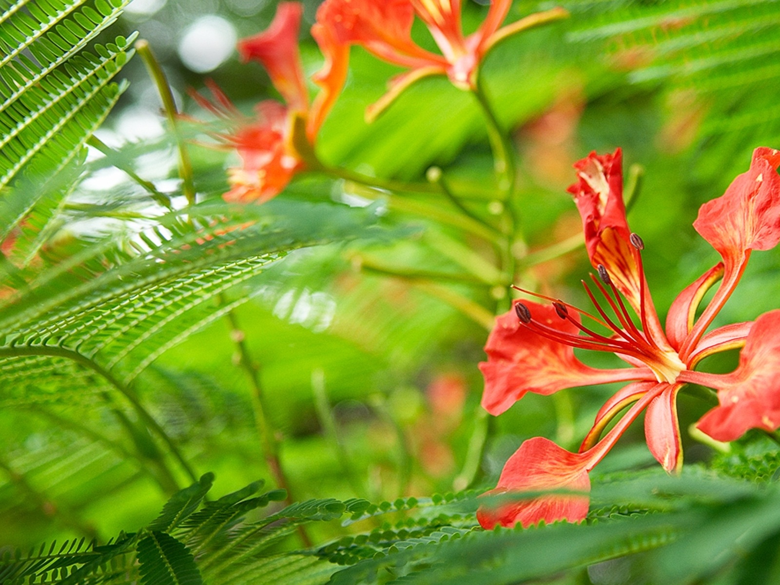Windows 8 RP版 官方高清壁紙 #8 - 1600x1200