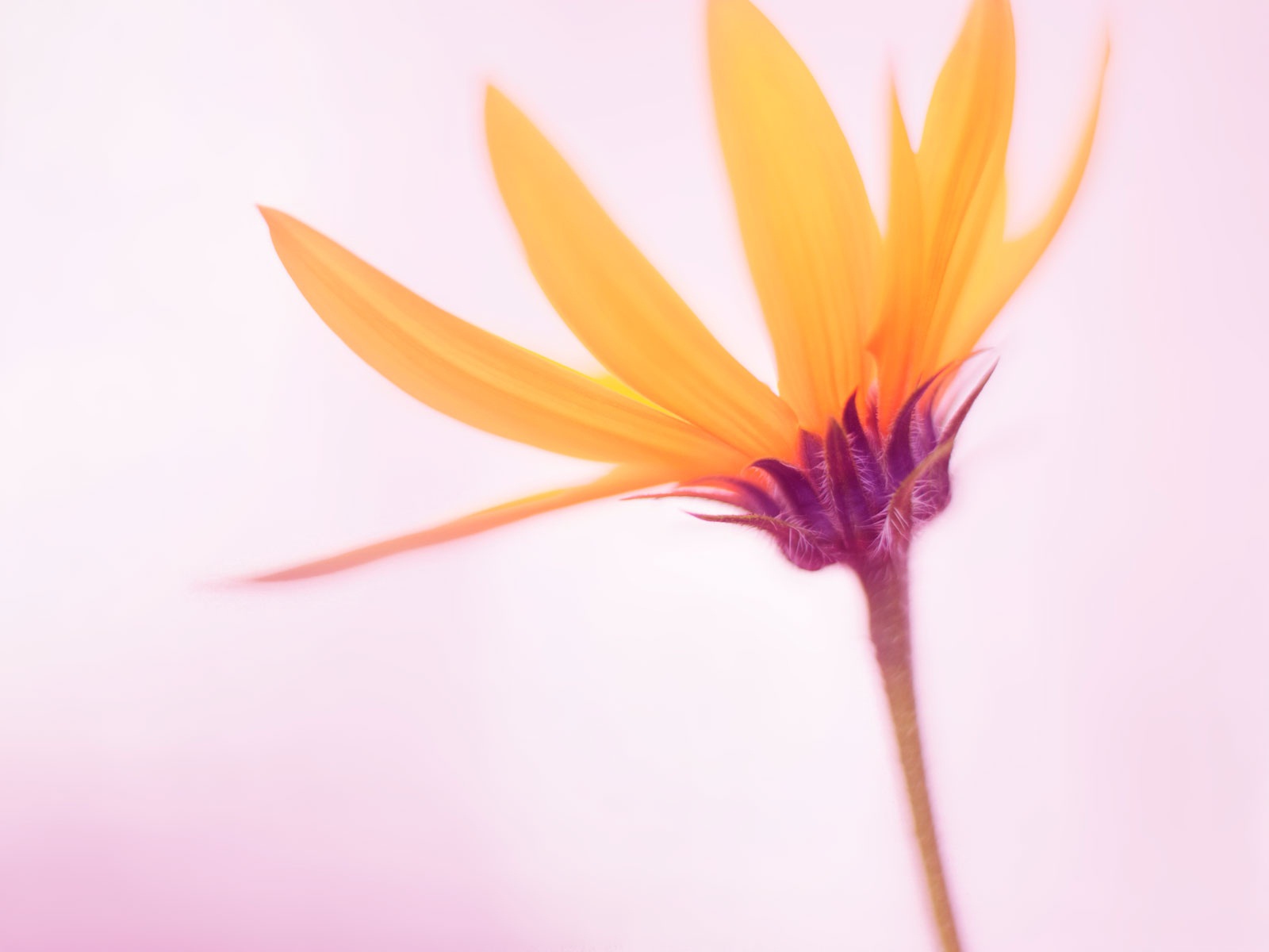 Windows 8 RTM版 官方高清壁紙 #10 - 1600x1200